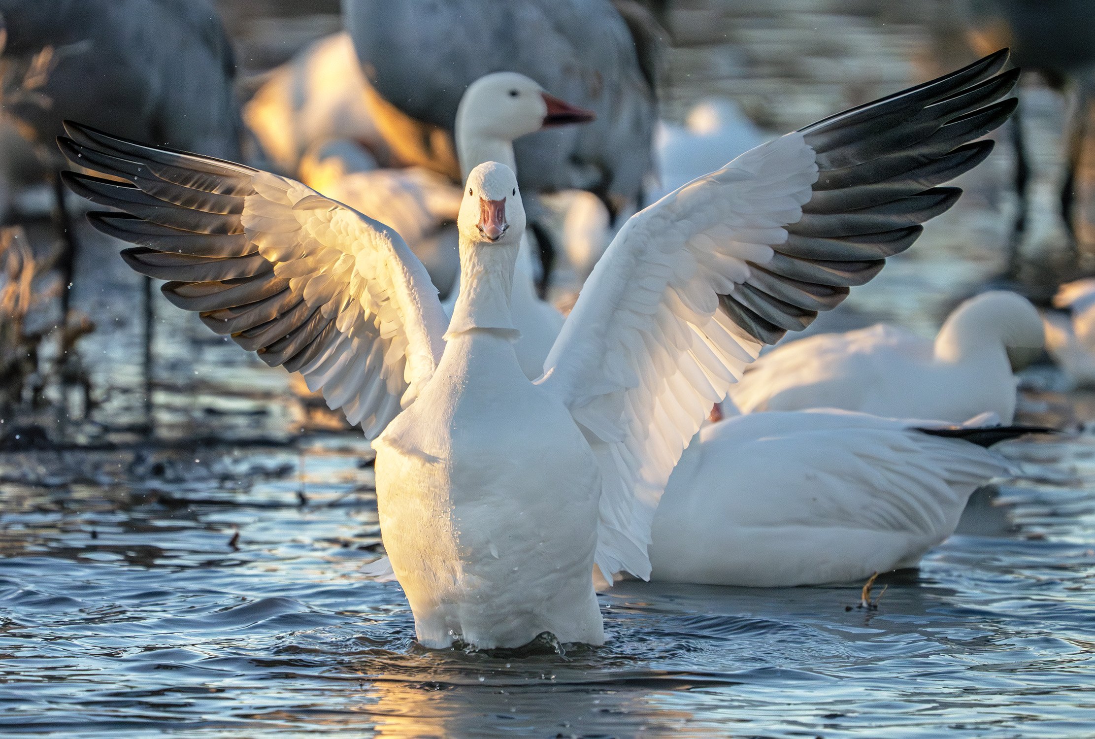 DSC05994 web bb-Enhanced-NR.jpg