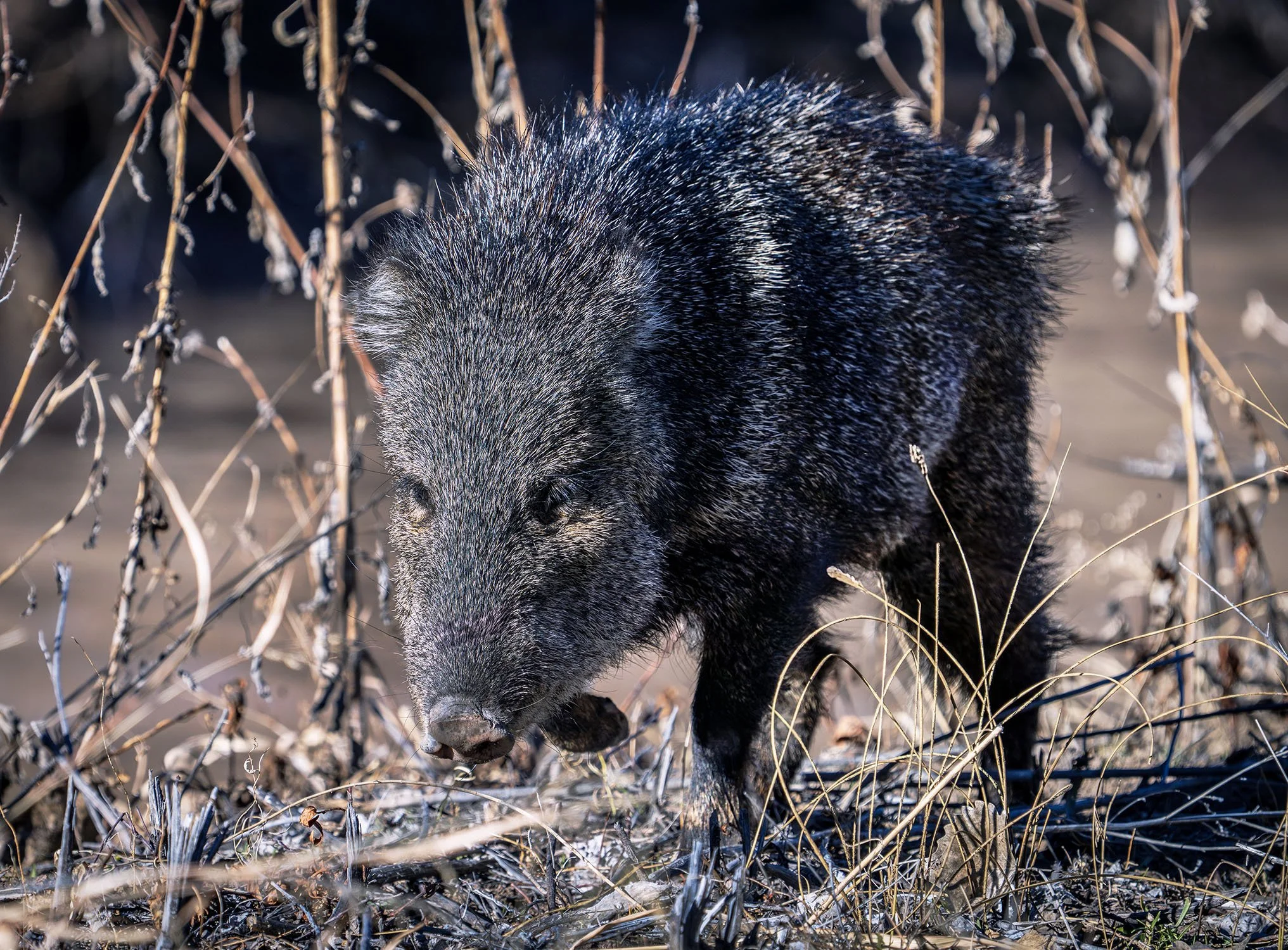 DSC05101 web new vv bb-Enhanced-NR.jpg