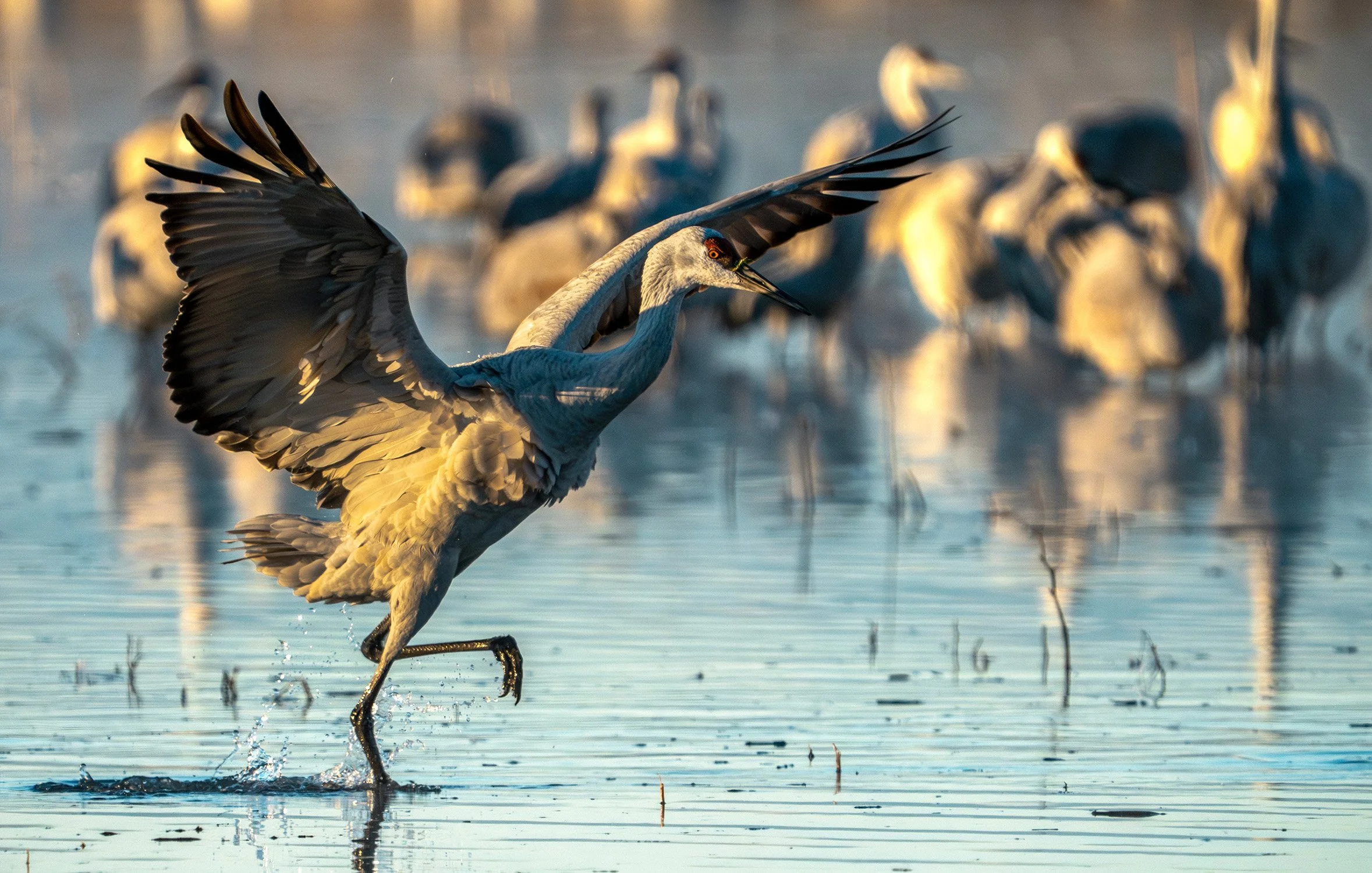 DSC06132 web bb-Enhanced-NR.jpg