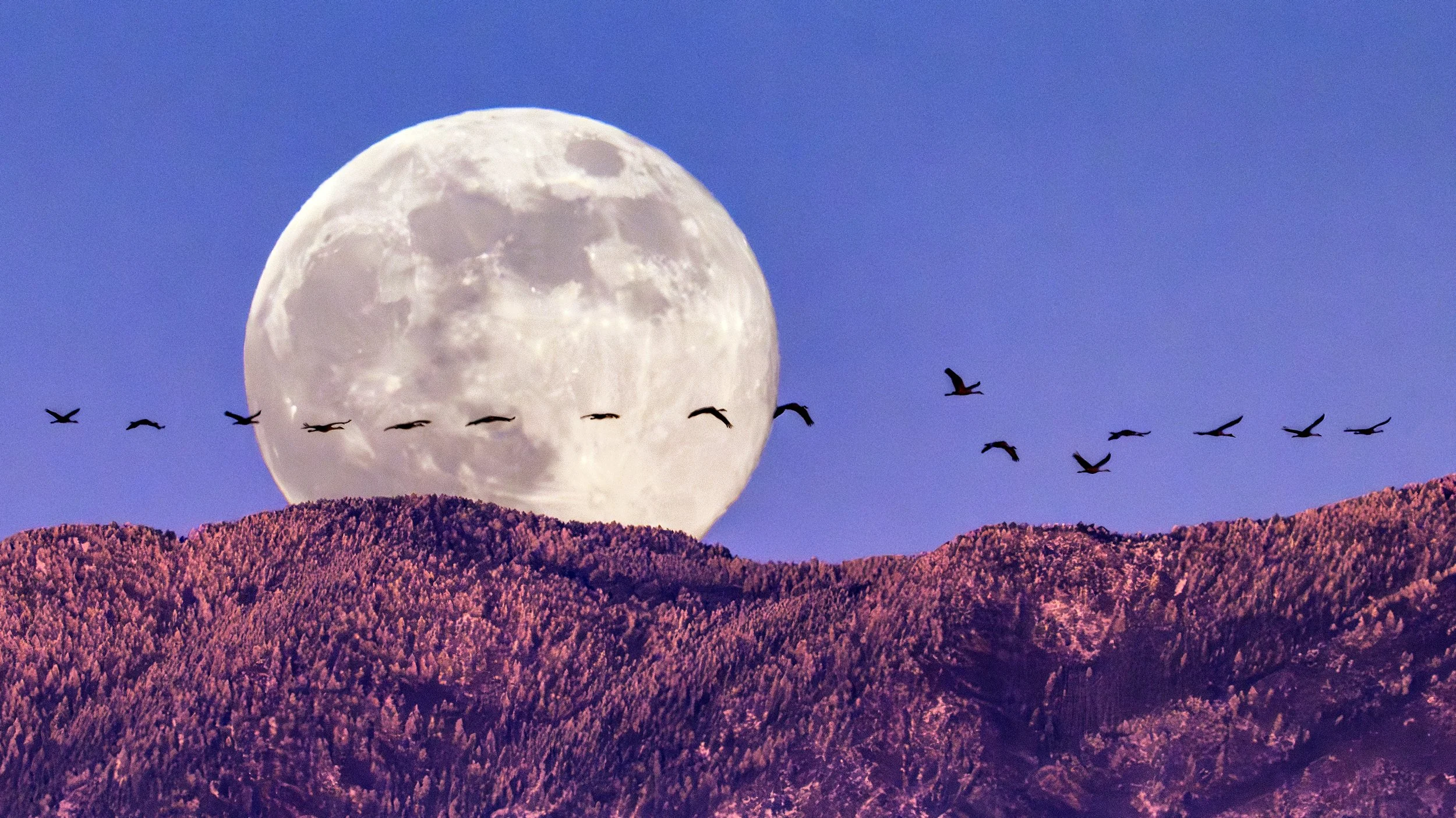 DSC02485 bbb-Enhanced-NR-1.jpg