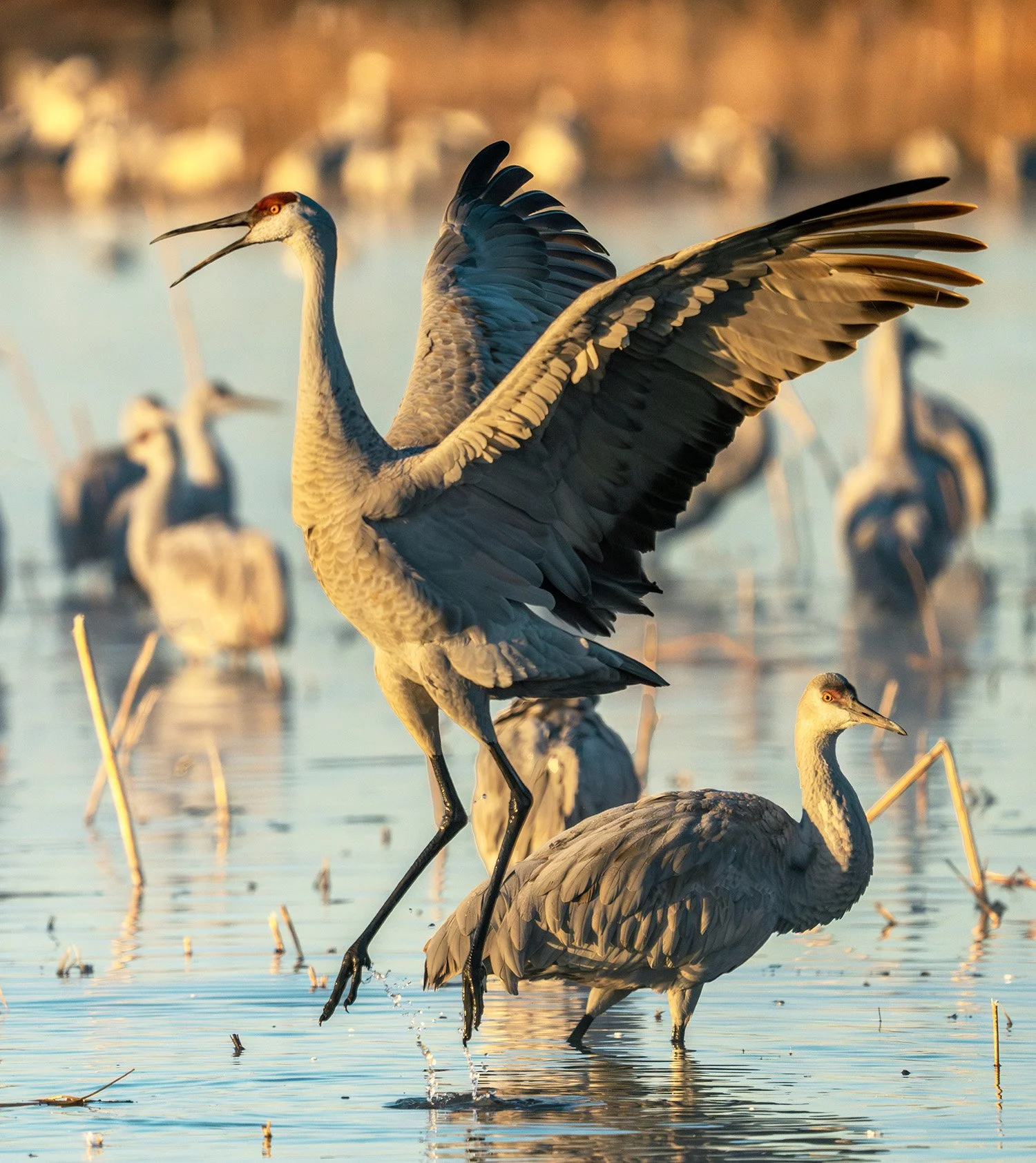 DSC06092 web bb-Enhanced-NR.jpg