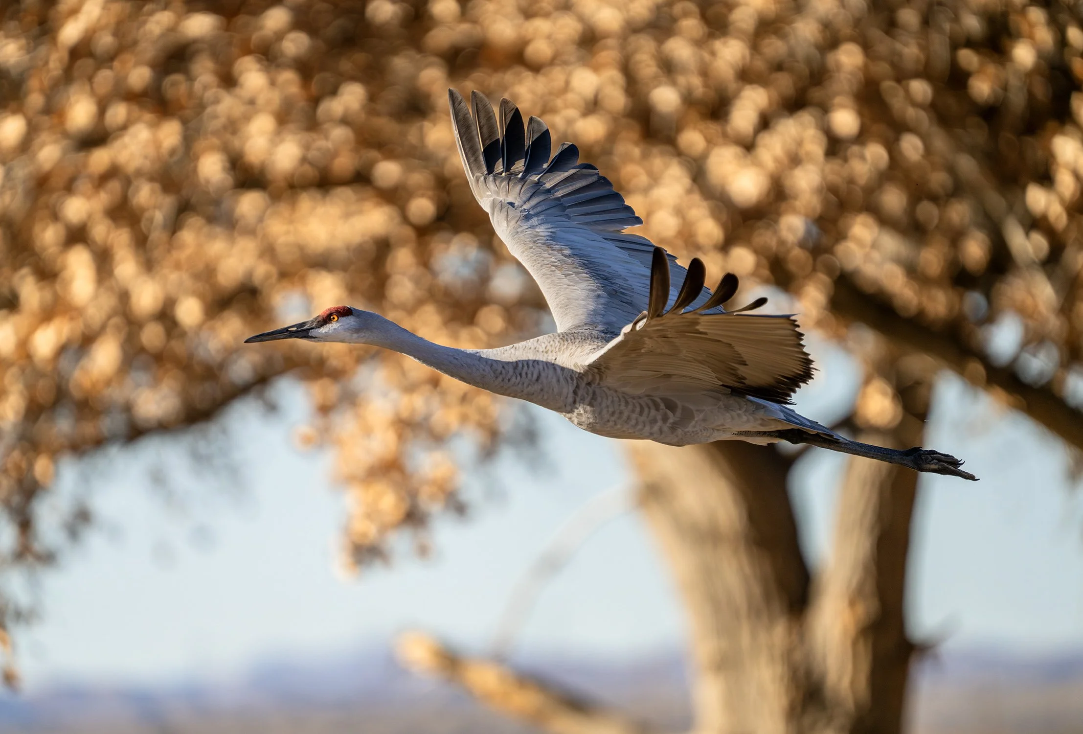 DSC06512 web bb-Enhanced-NR.jpg