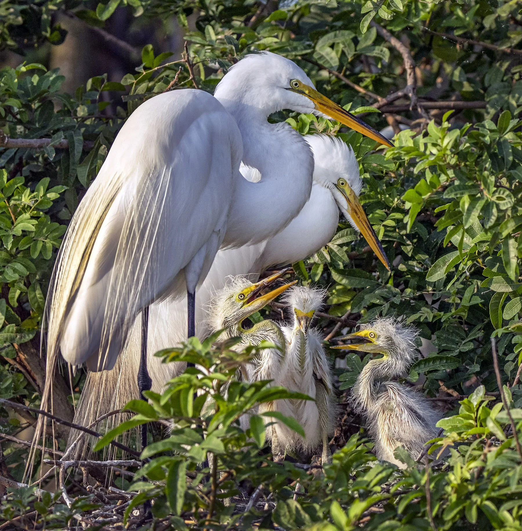 DSC01518 web 2v2 bnbbb denoise.jpg