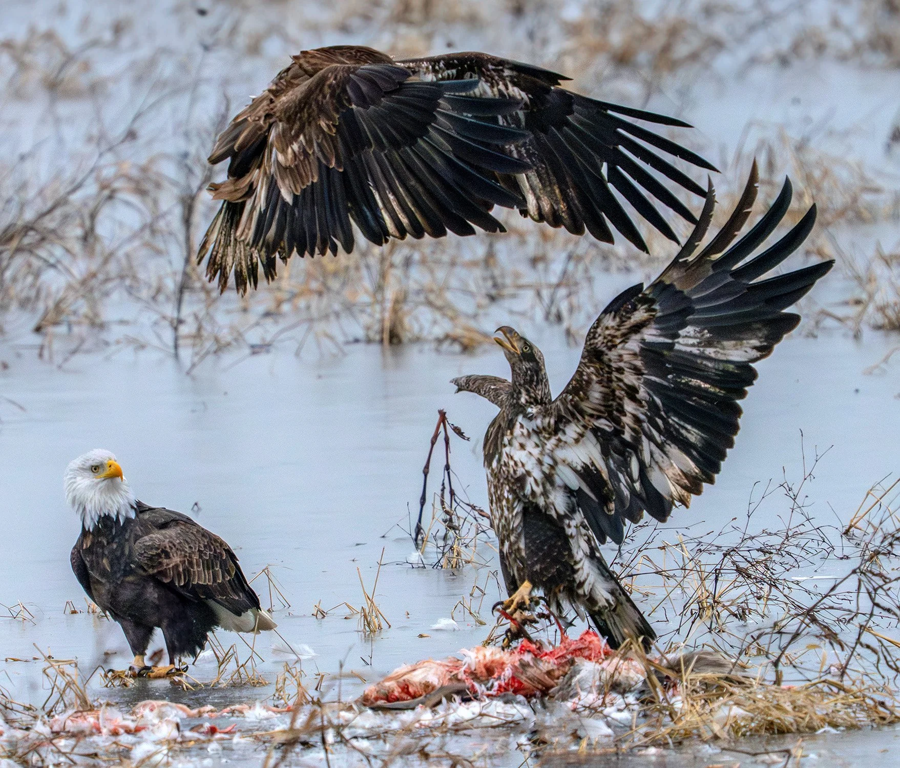 Untitled web dd bb-1 .jpg