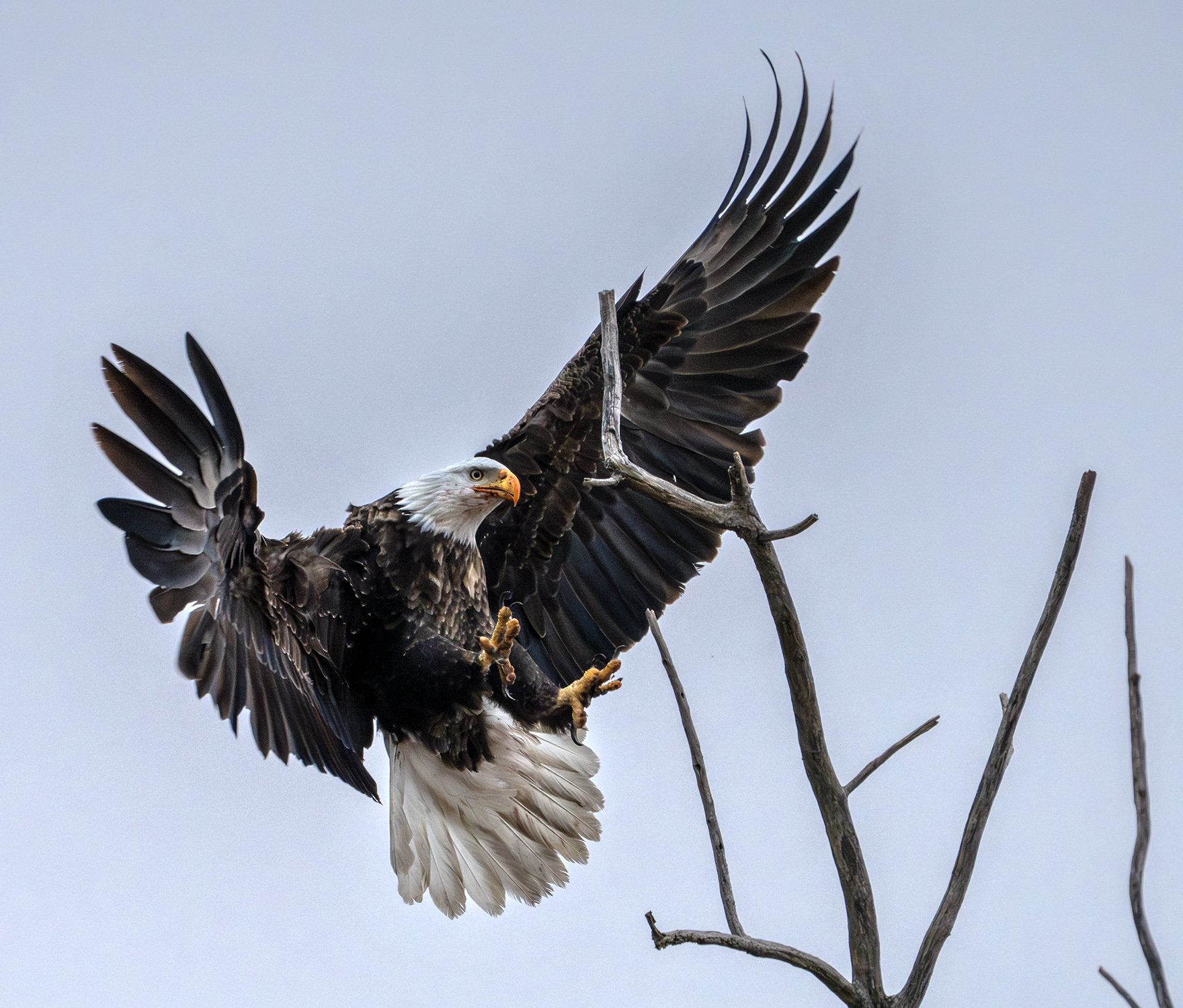 DSC02165 web bb-Enhanced-NR.jpg