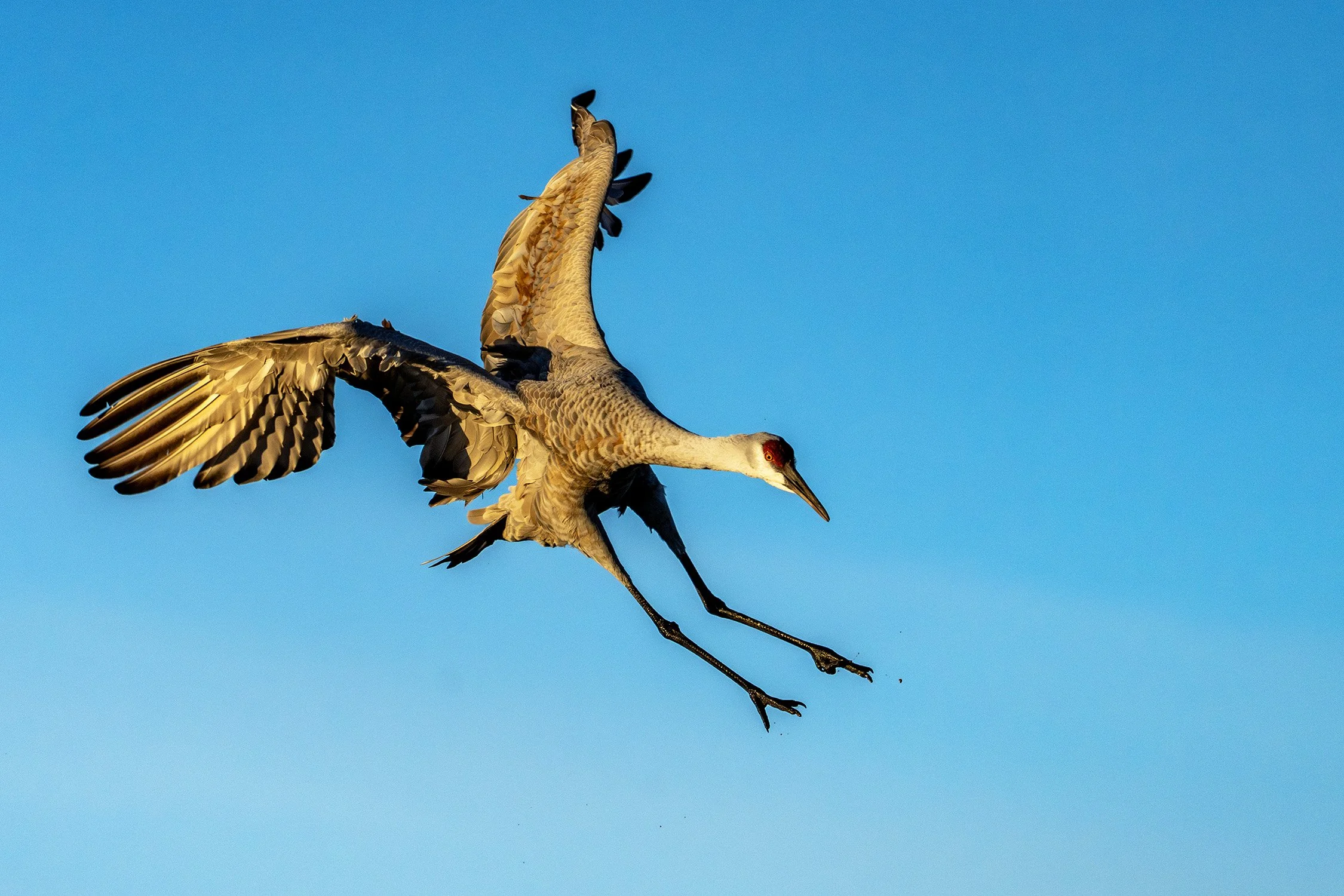 DSC07922 web bb-Enhanced-NR.jpg