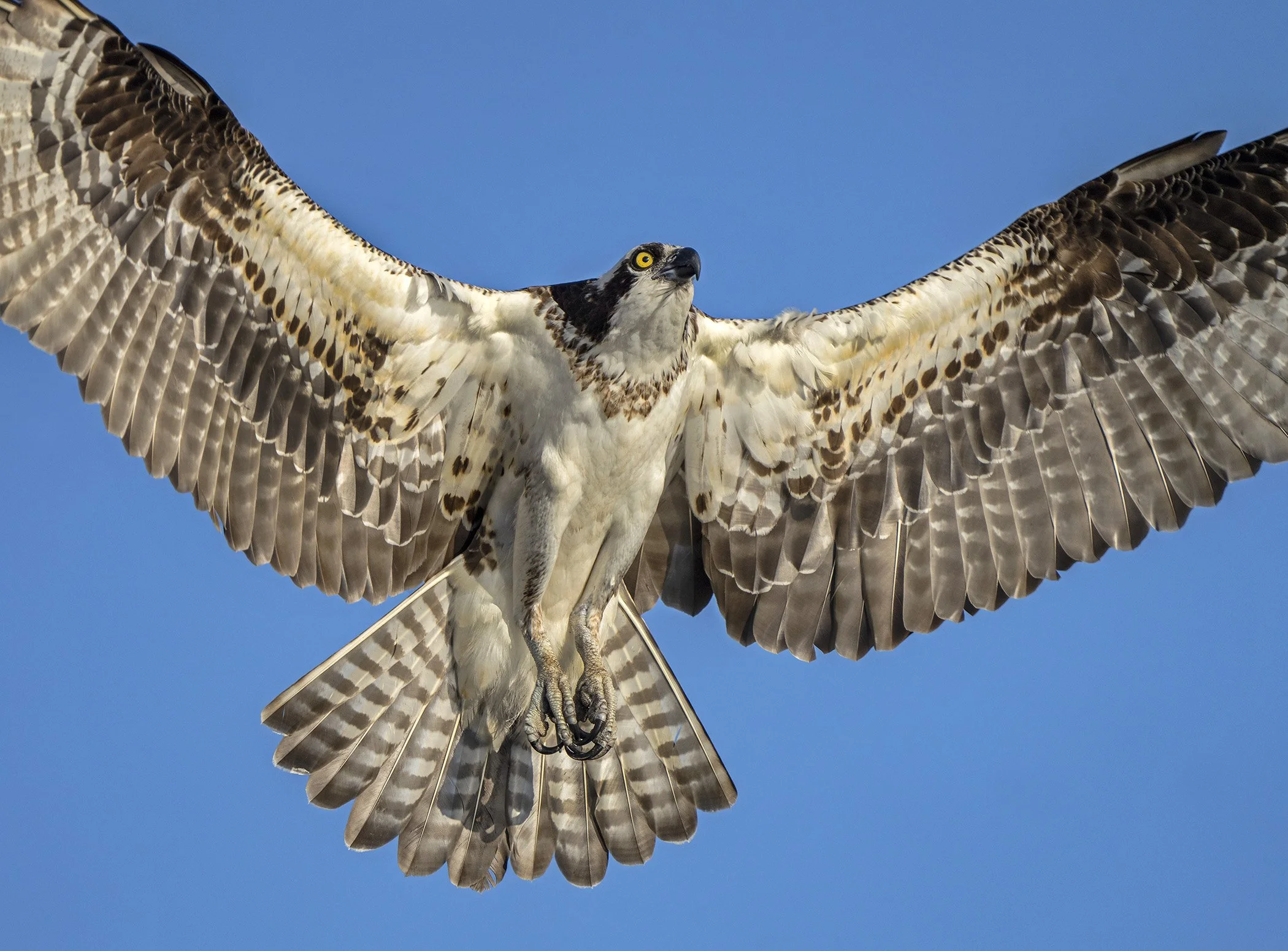 DSC00797 web bccb.jpg