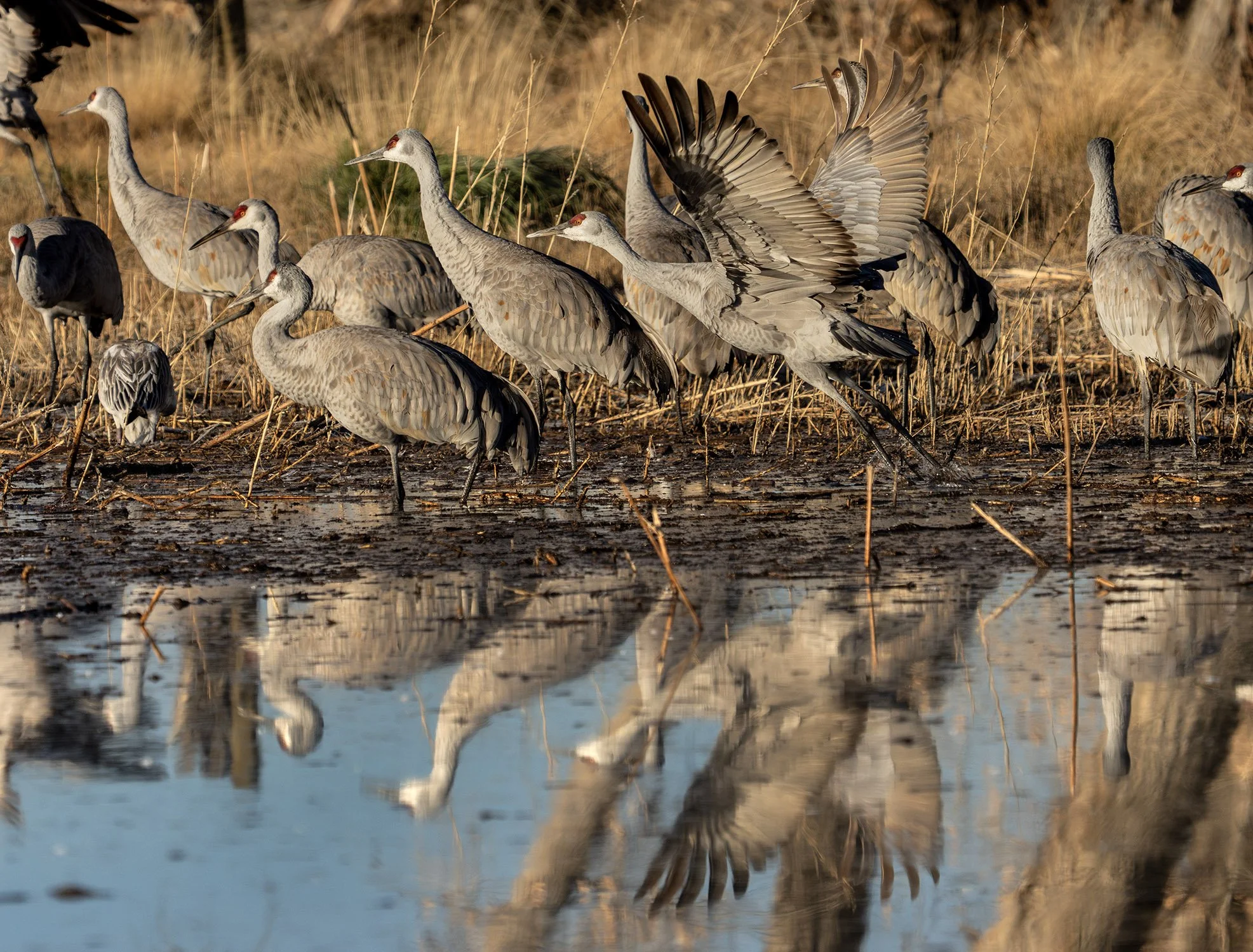 DSC08146 web vv bbbbb-Enhanced-NR.jpg