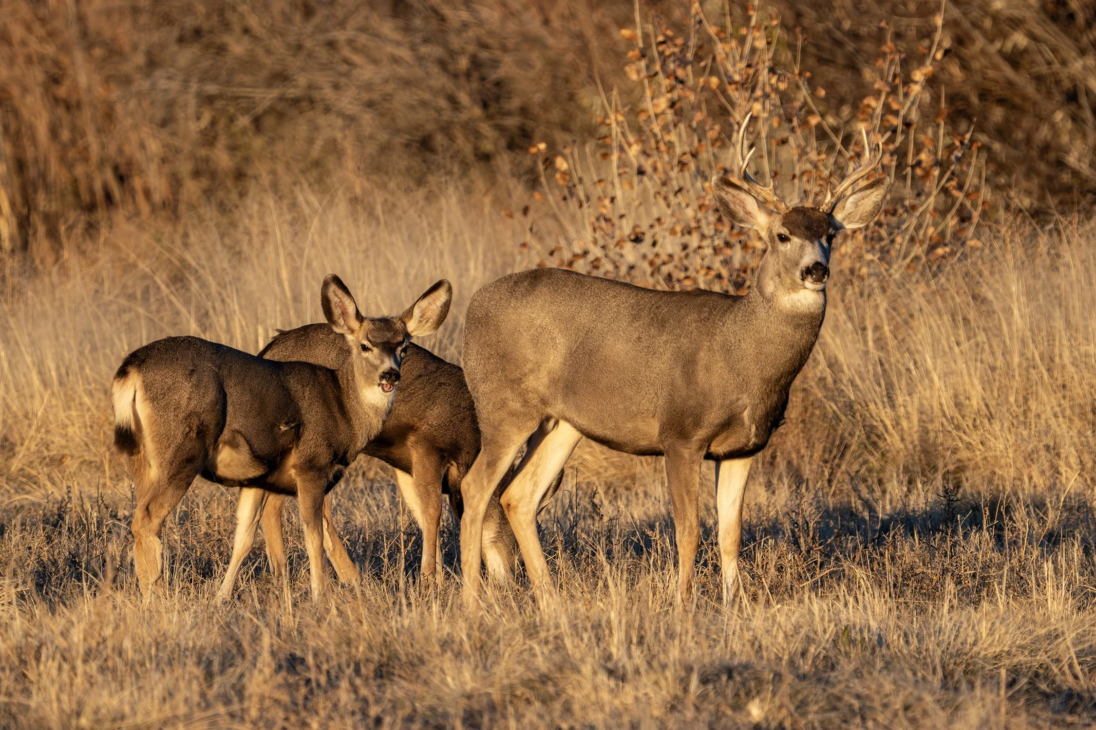 DSC05252 web bb-Enhanced-NR.jpg