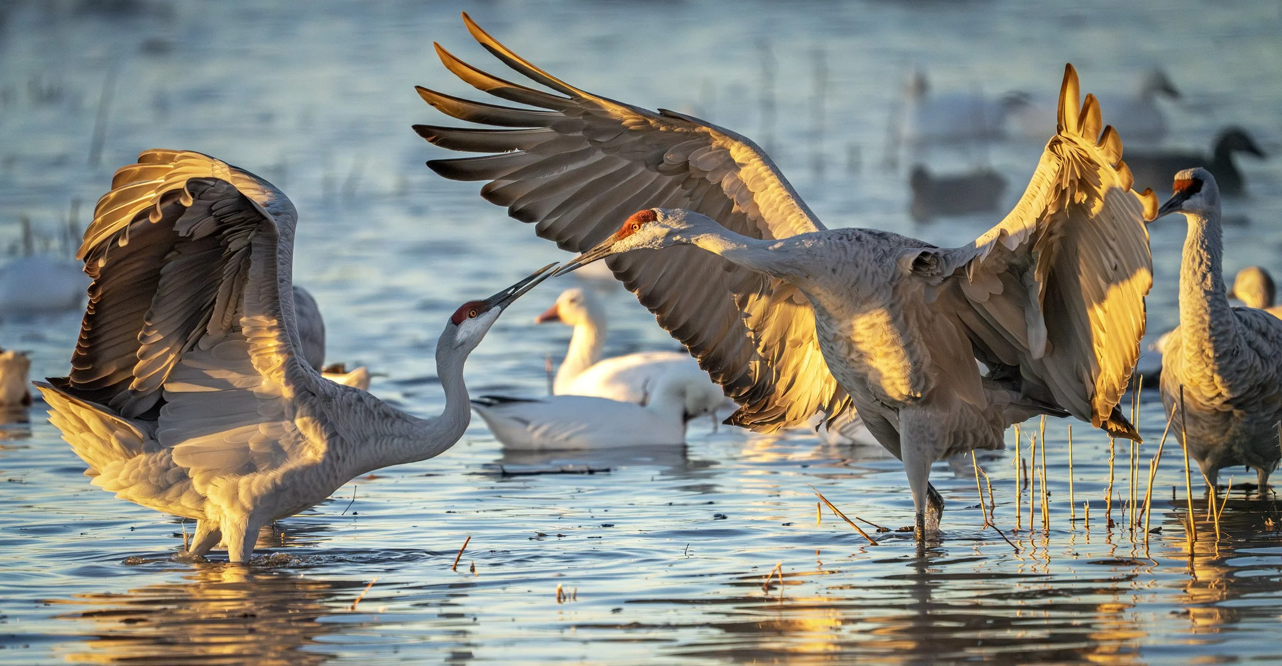 DSC04144 web bb-Enhanced-NR.jpg