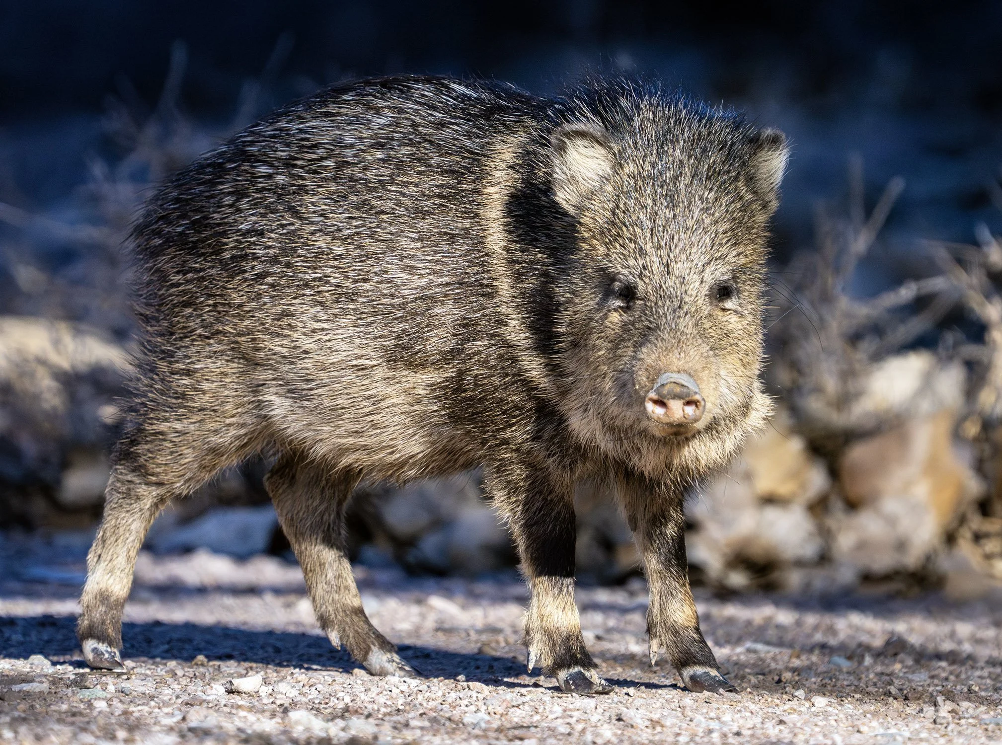 DSC04930 web mm-Enhanced-NR.jpg