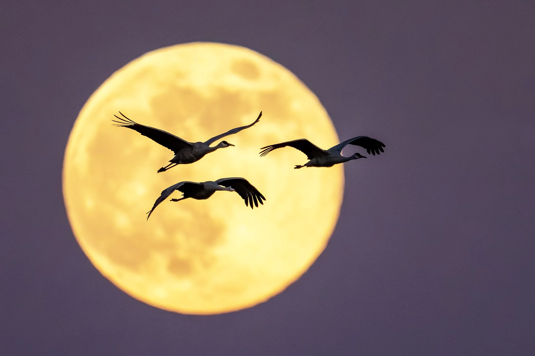 DSC02609 web bb-Enhanced-NR.jpg