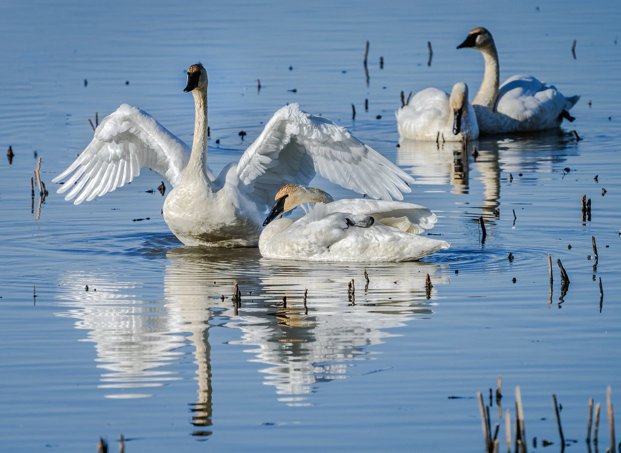 DSC00171 web bbc-Enhanced-NR-1-Recovered.jpg