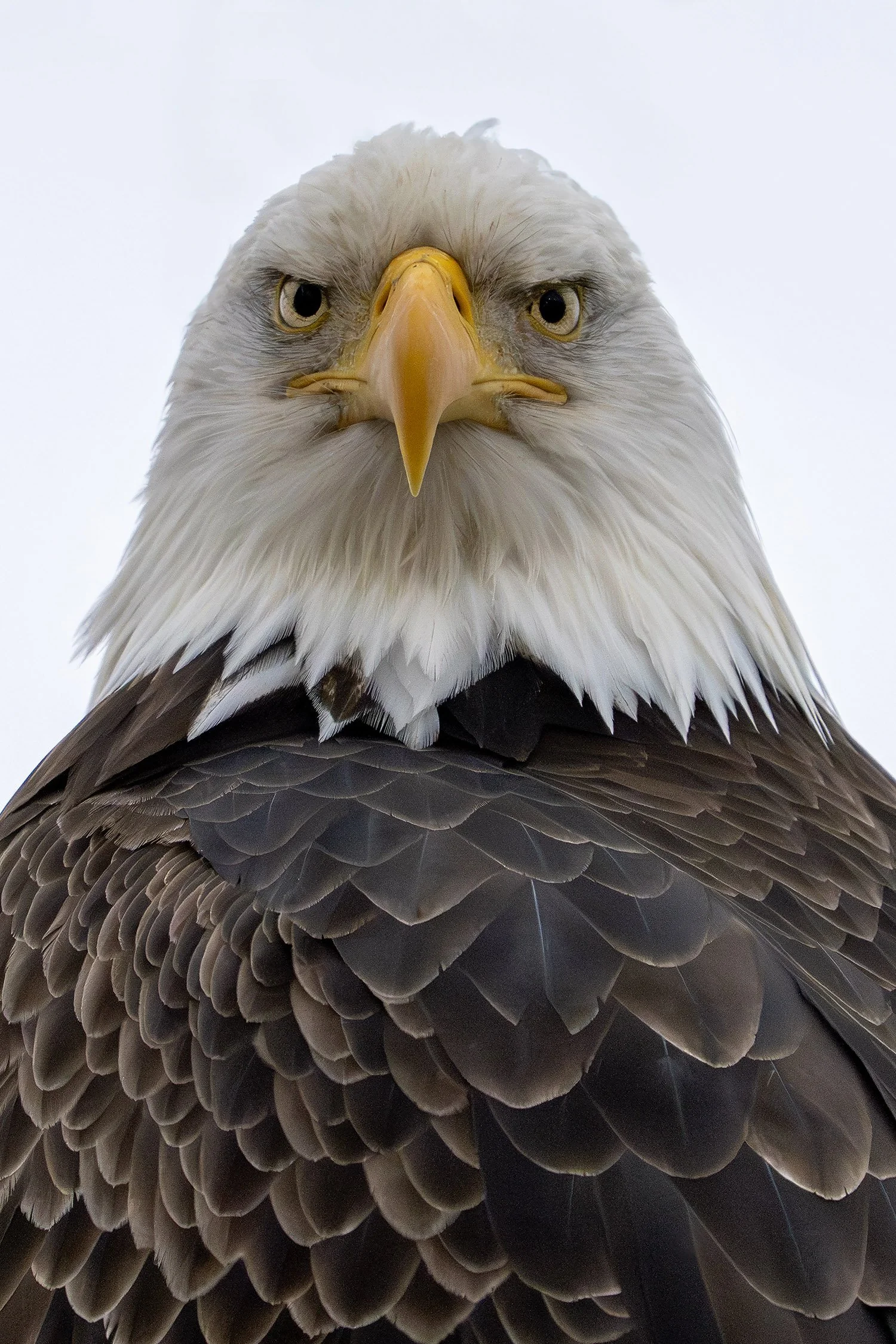 DSC02831 web bb-Enhanced-NR.jpg