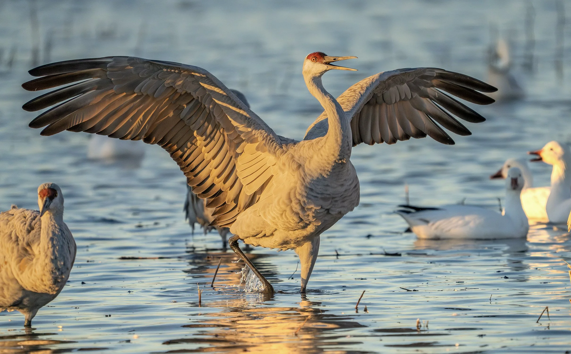 DSC04136 wweb bbb bb-Enhanced-NR.jpg