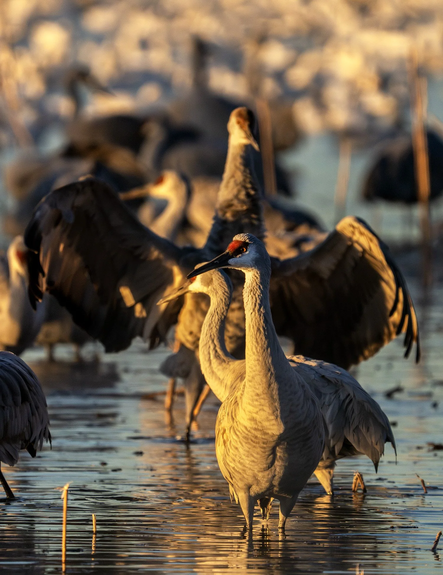 DSC07730 web jj-Enhanced-NR.jpg