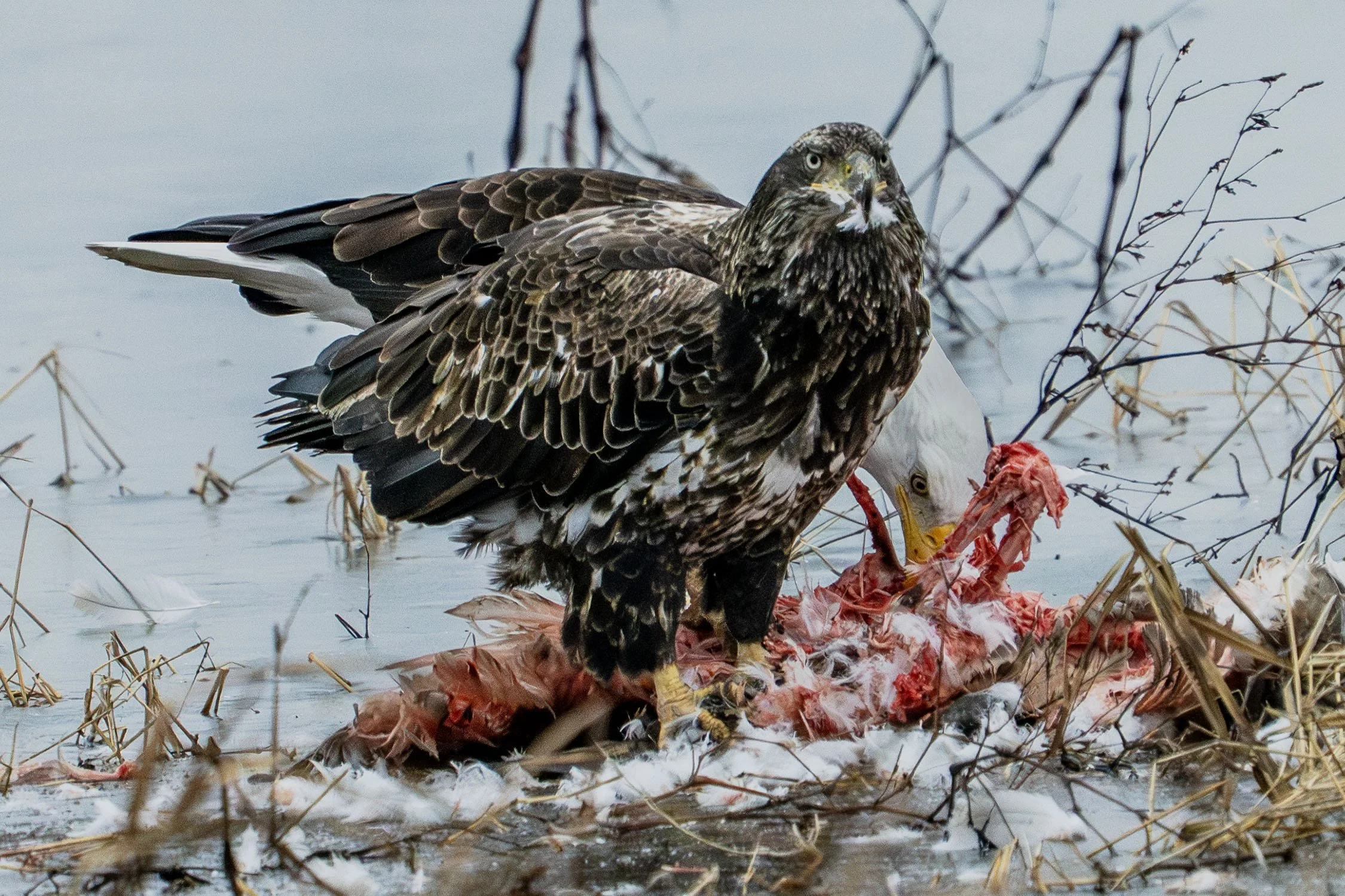 DSC03002 web bb-Enhanced-NR.jpg