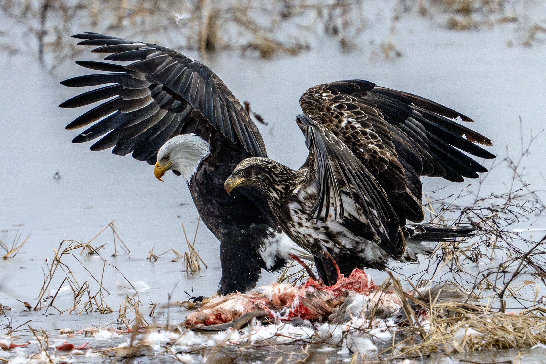 DSC03112 web bb-Enhanced-NR.jpg