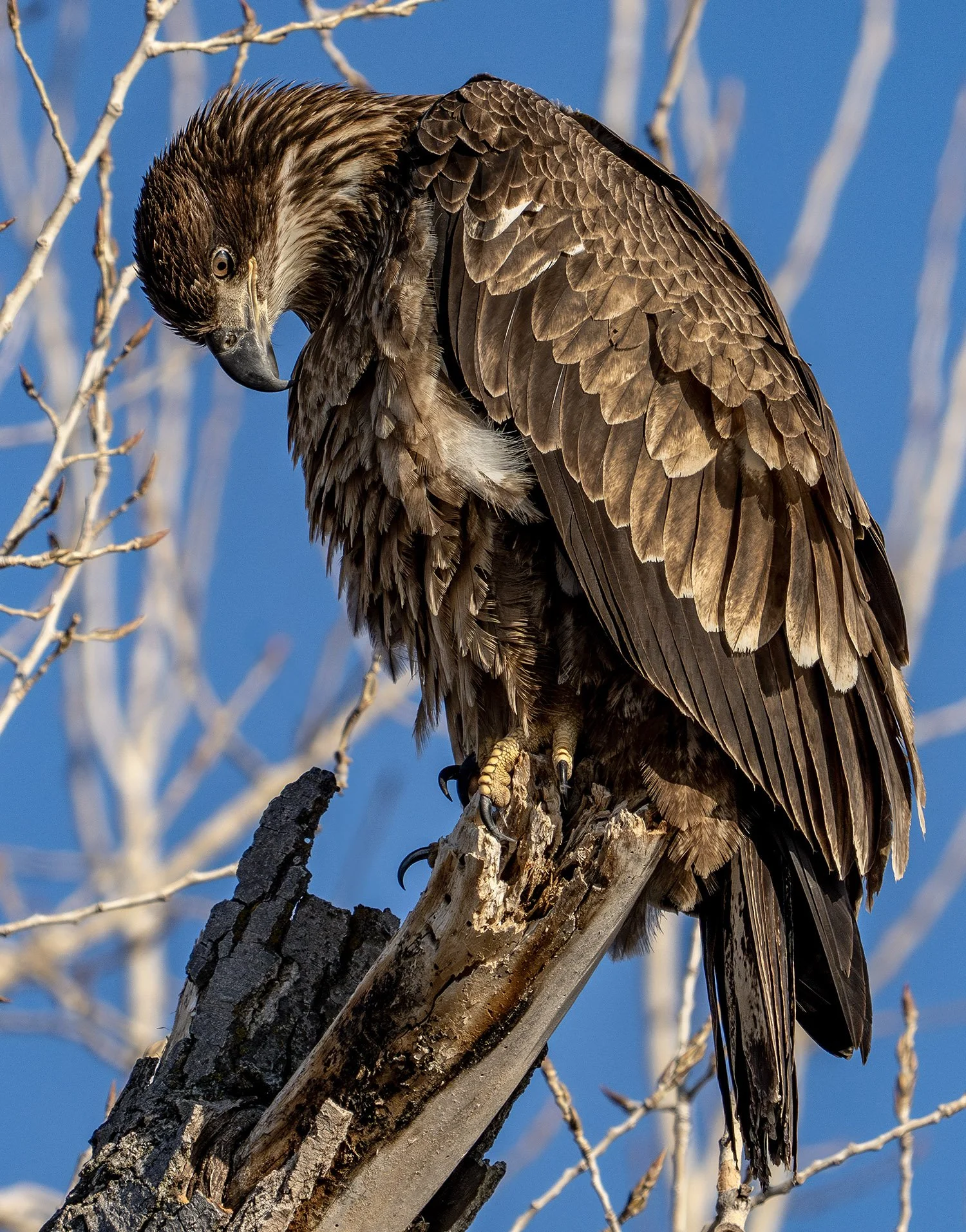 DSC03876 web bb-Enhanced-NR.jpg