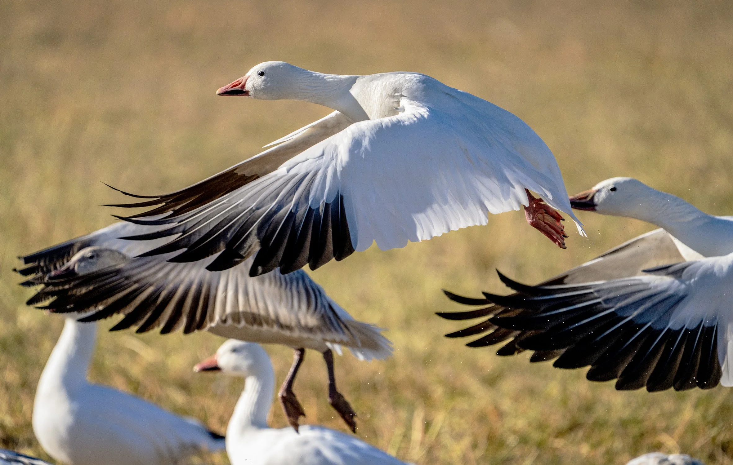 DSC04843 web bb-Recovered.jpg