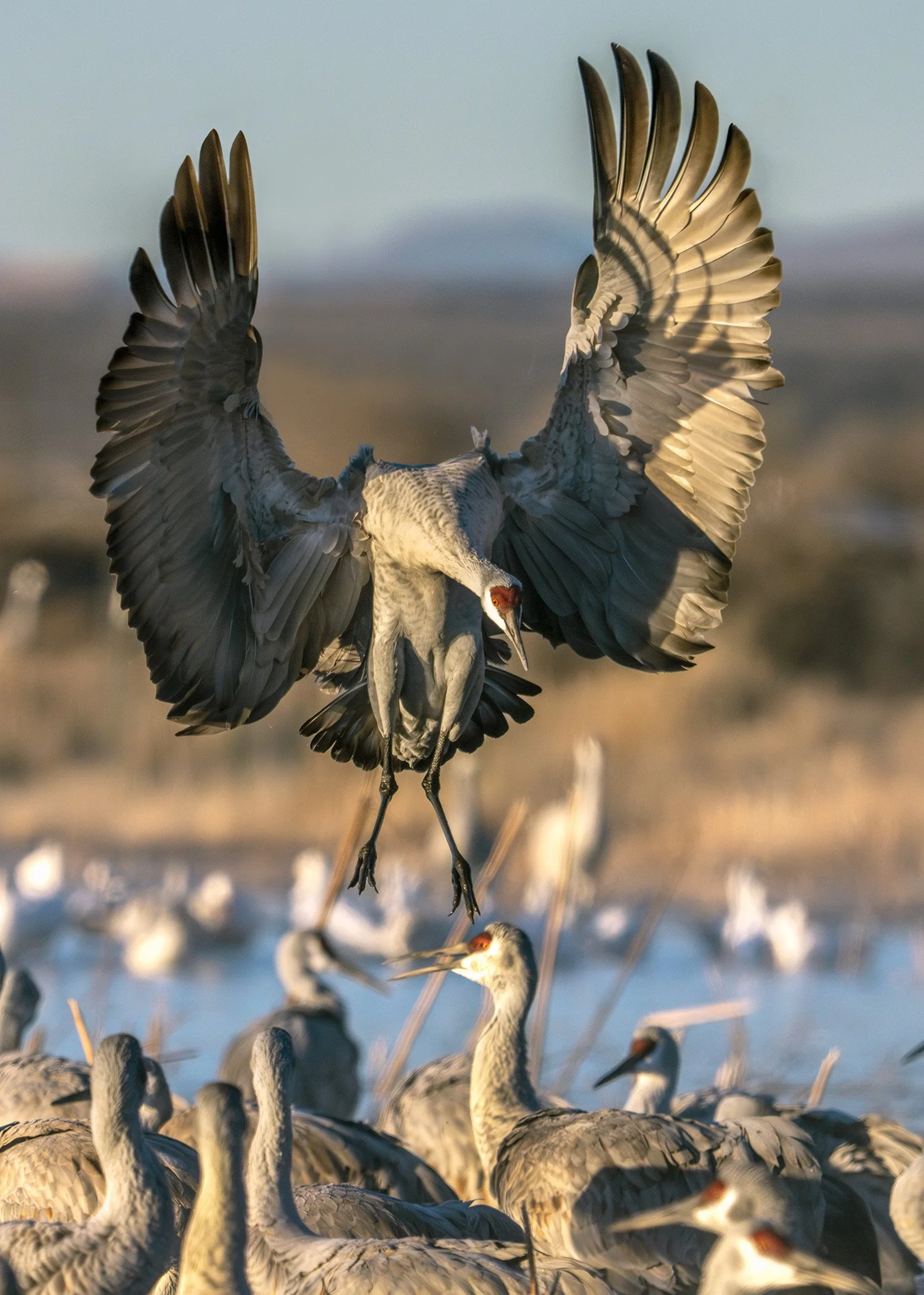 DSC07914 web bb-Enhanced-NR.jpg