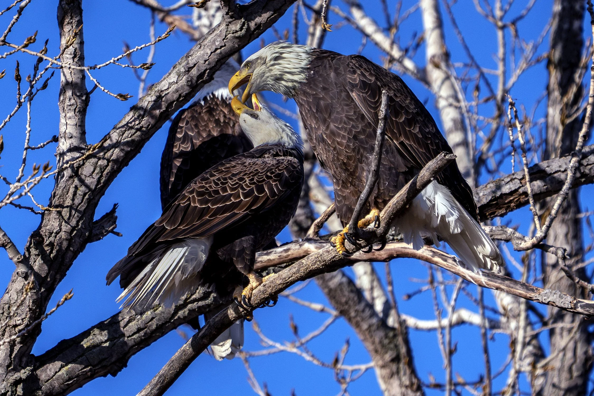 DSC09909 web litbnbb-Enhanced-NR.jpg