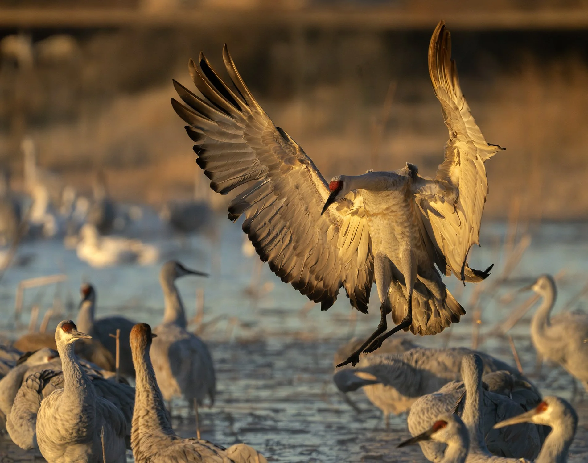 DSC07791 web bb-Enhanced-NR.jpg