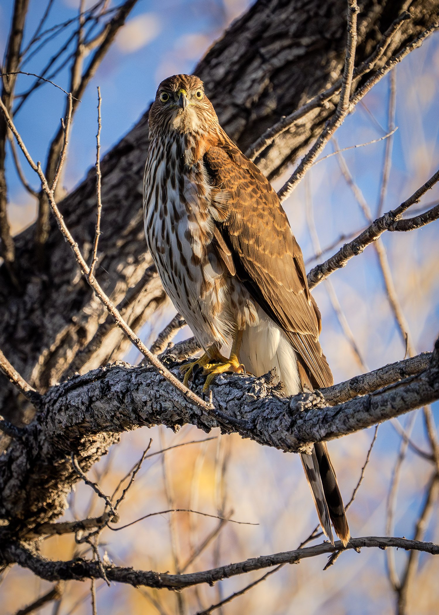 DSC03554 web bb-Enhanced-NR.jpg