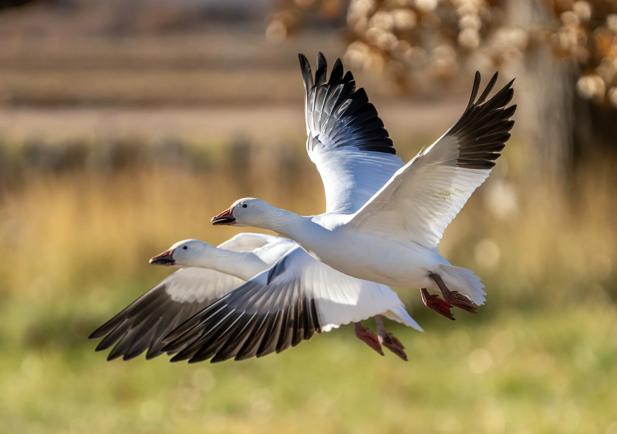 DSC06866 web bb-Enhanced-NR.jpg