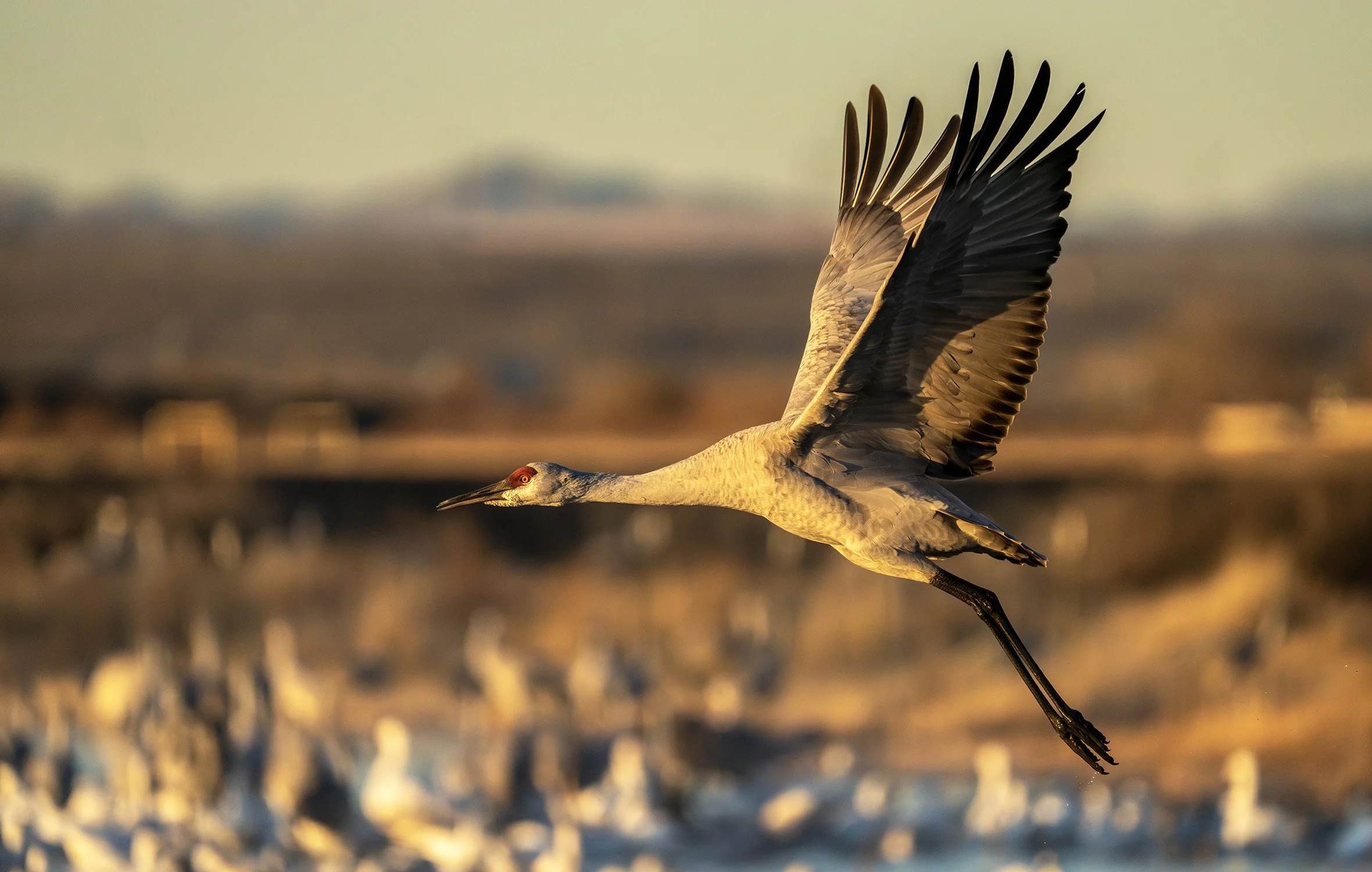 DSC07723 web bb-Enhanced-NR.jpg