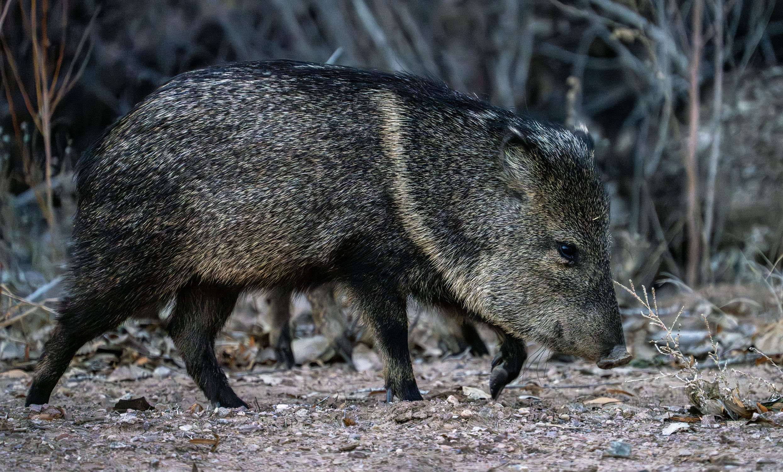 DSC03743 web bb-Enhanced-NR.jpg