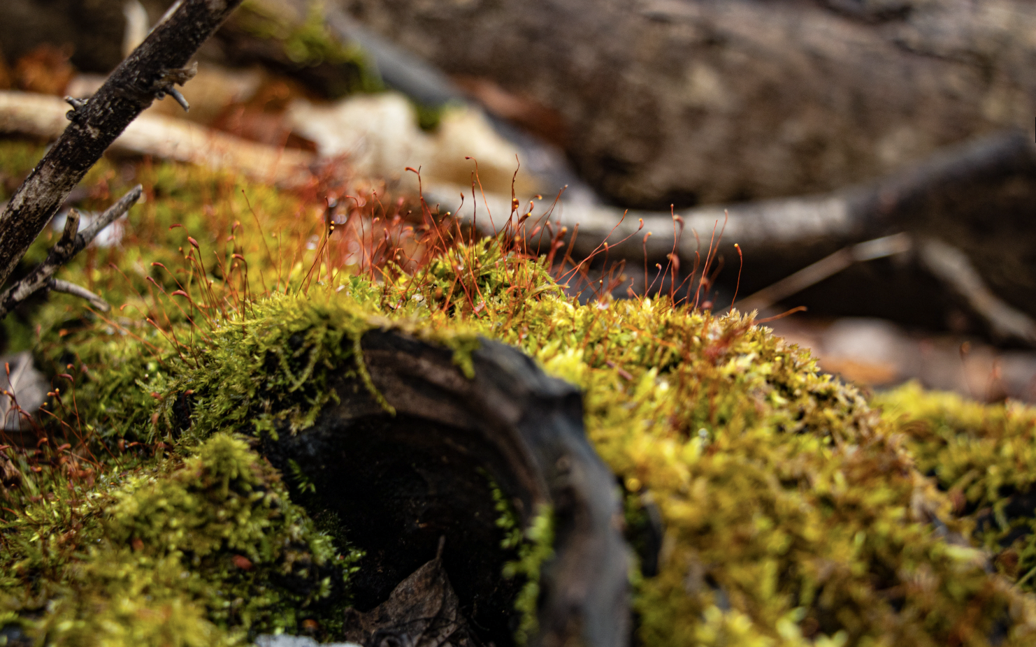 CARBON Artist Collective