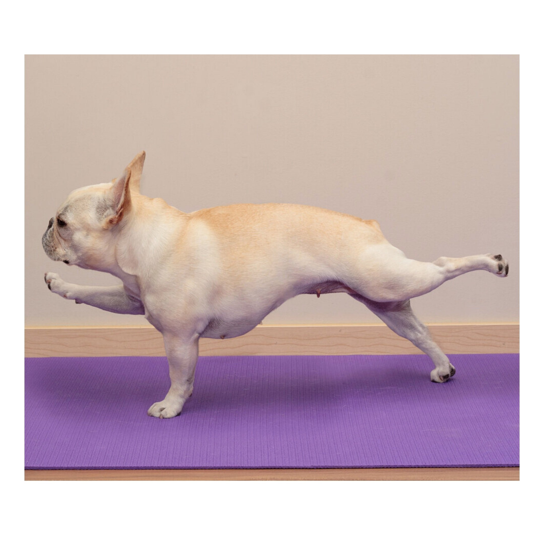 Dog Yoga.jpeg