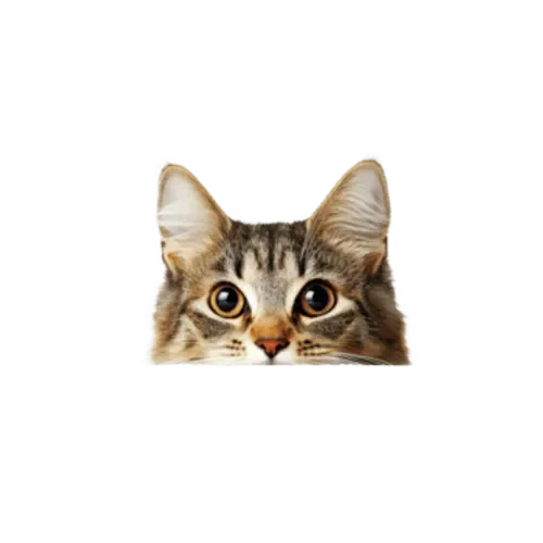 Chain guard engine bracket