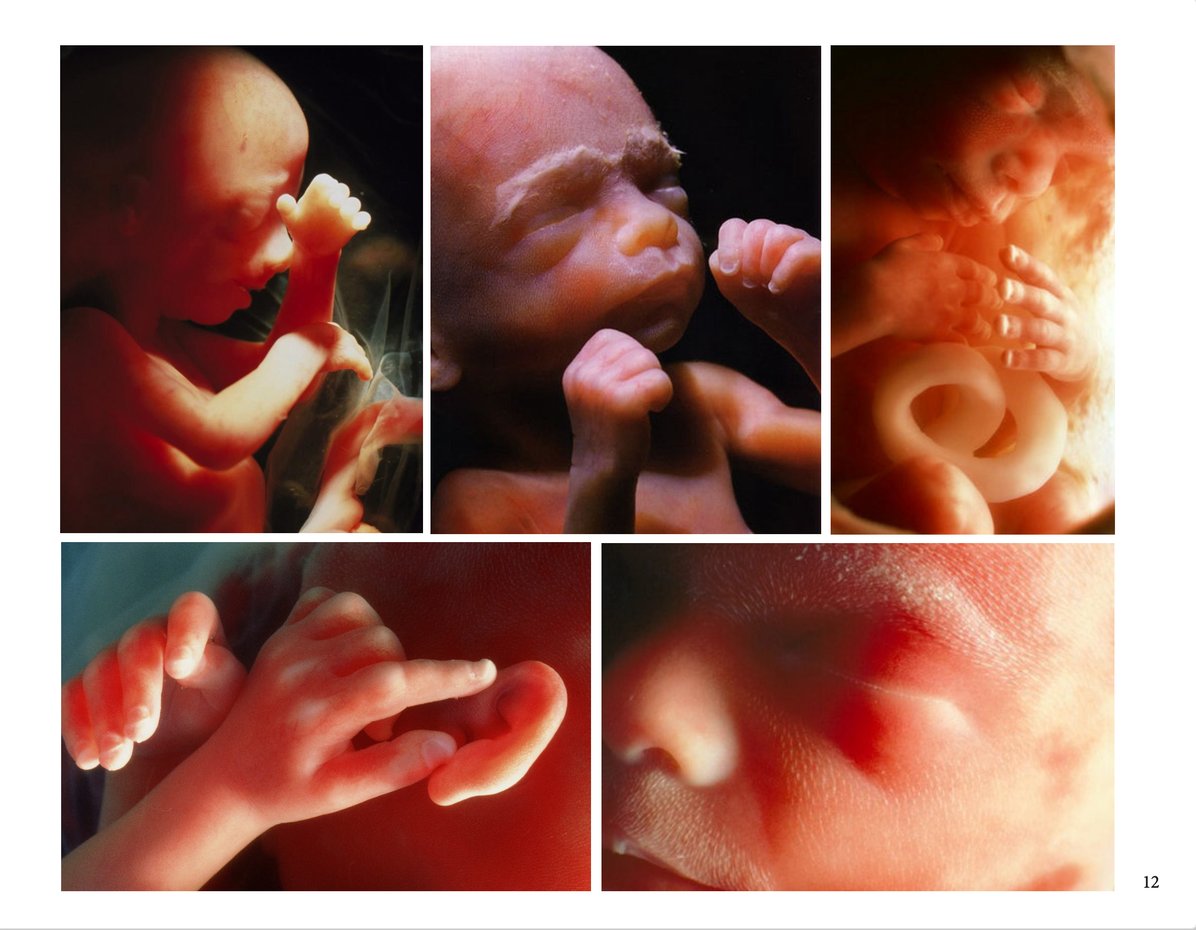 Womb Research exerpt for Andrew Dominik (2021)