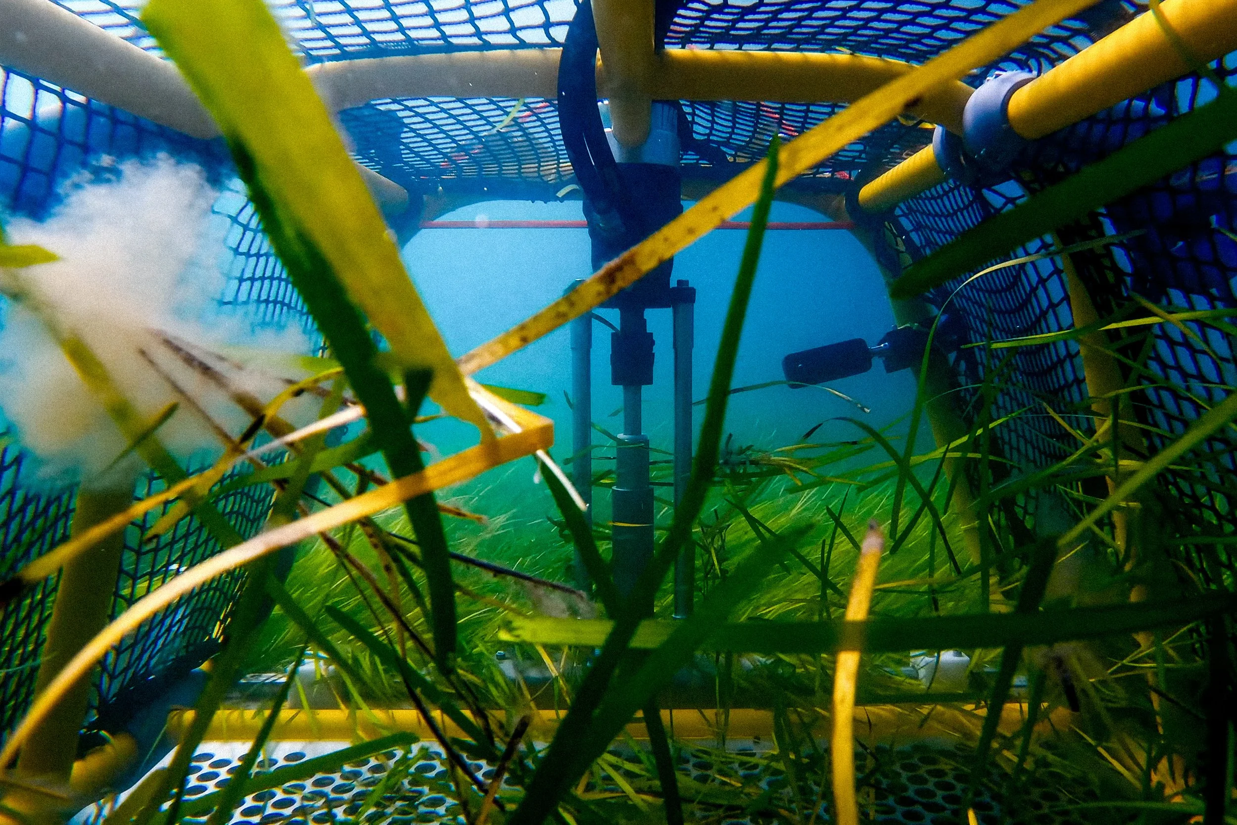 Seagrass_project-50.jpg