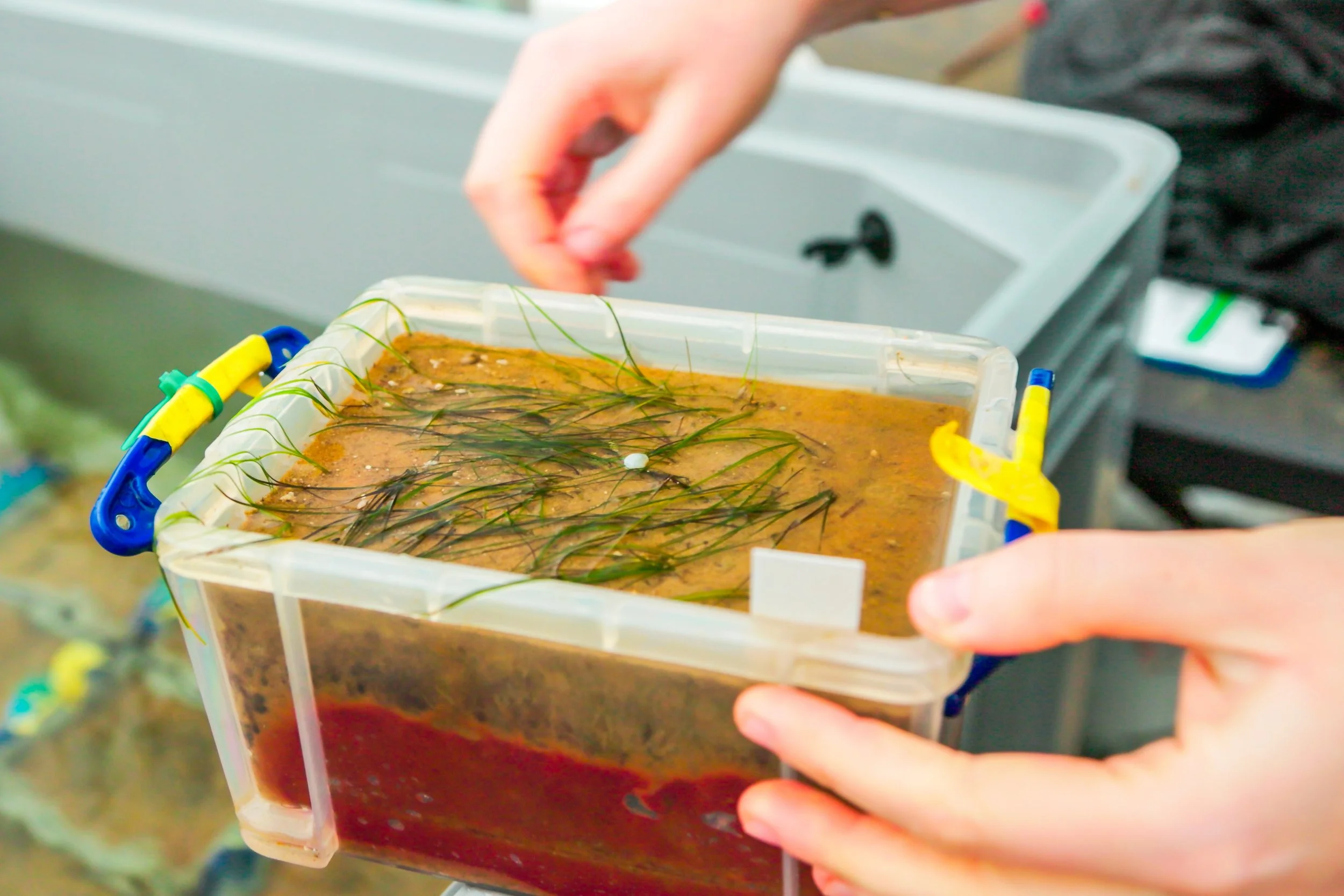 Seagrass_project-1.jpg