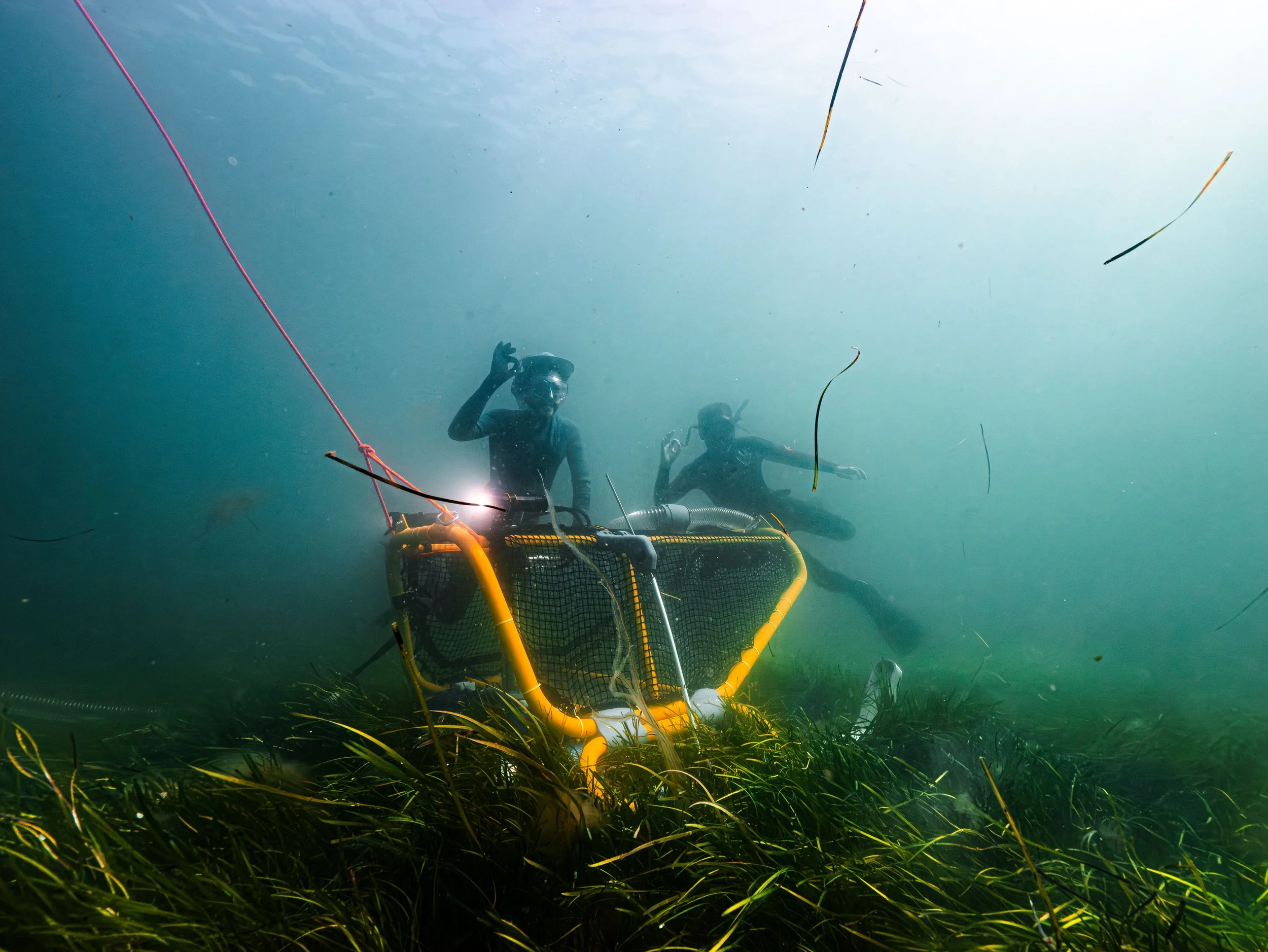 Seagrass_project-23.jpg