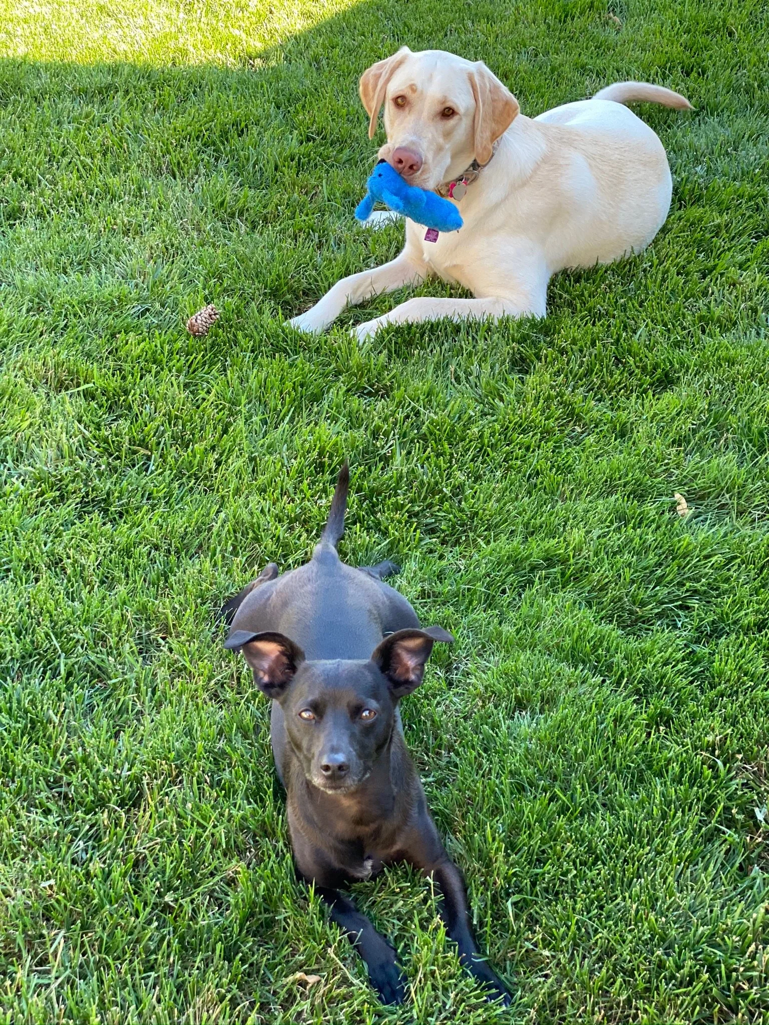 A yellow Labrador Retriever puppy lying in the grass with a blue plush toy, and a black dog lying in the grass with its front legs extended, looking directly at the camera.