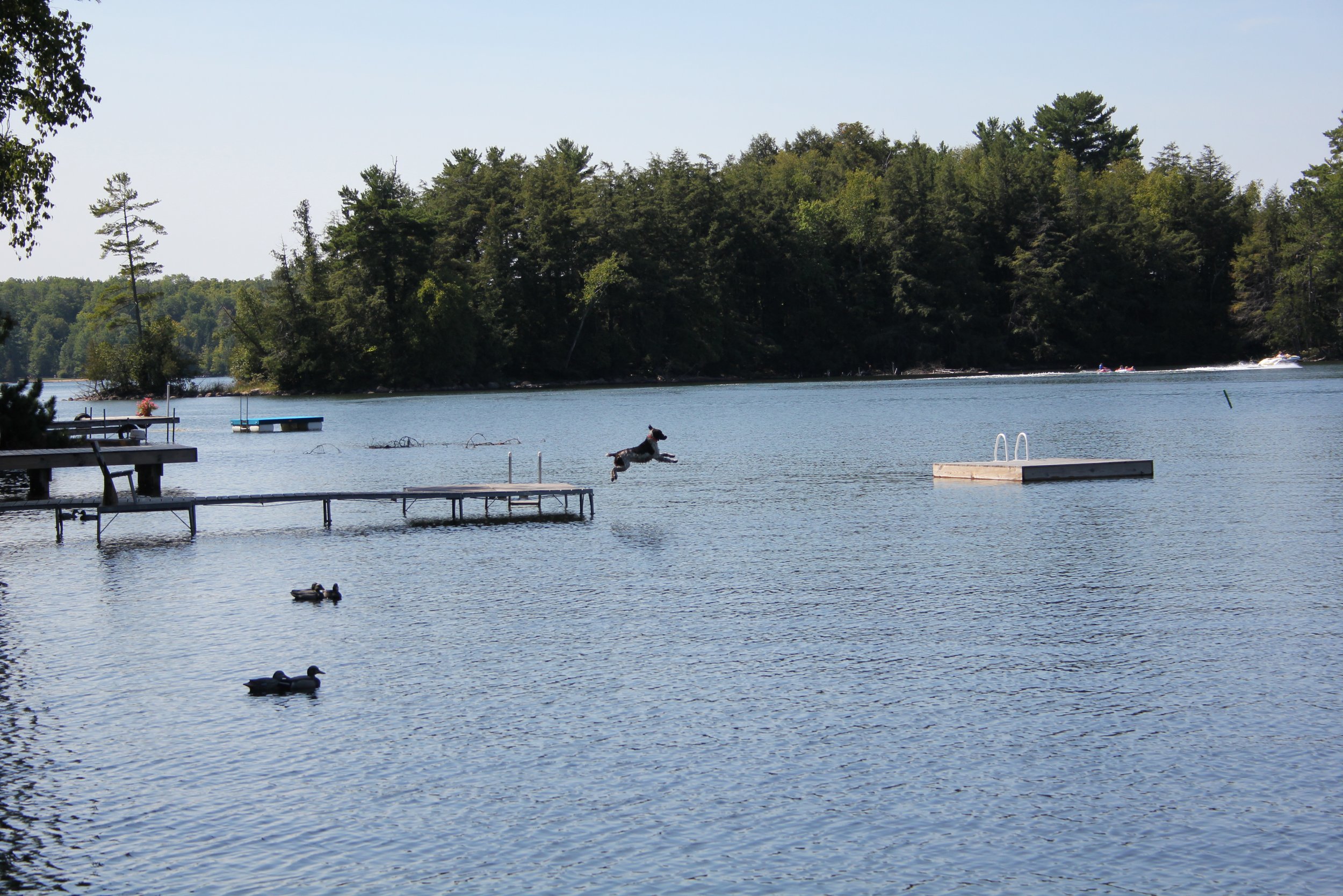 Dog jumping off pier