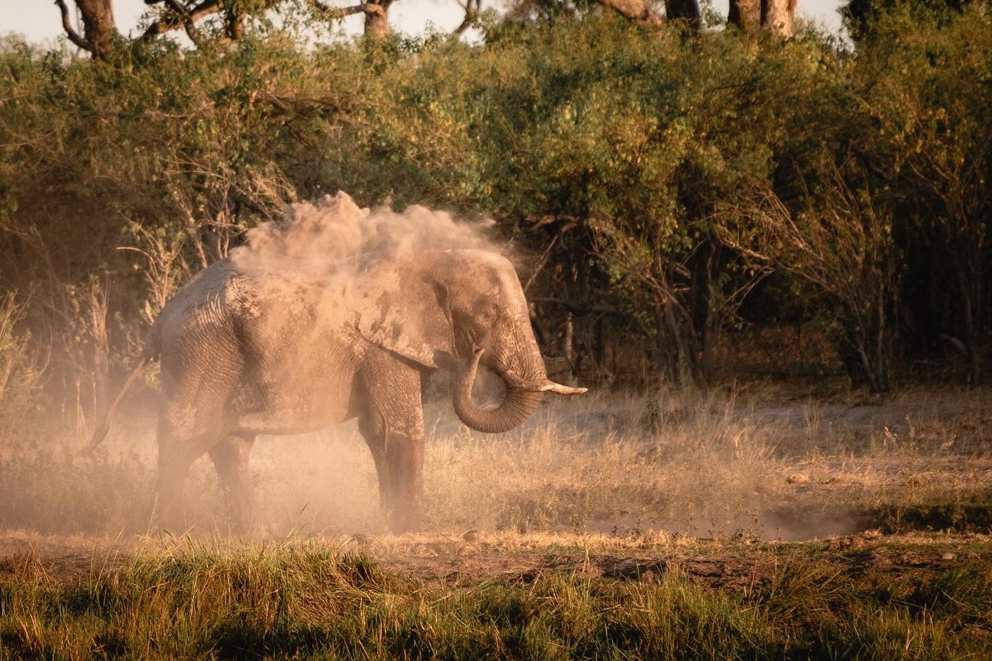 🐘 With little hair and few sweat glands, cooling off under the intense African sun is challenging for elephants. They take mud or sand baths regularly during the day, to form a protective layer on their bodies against sun and heat, as well as insect
