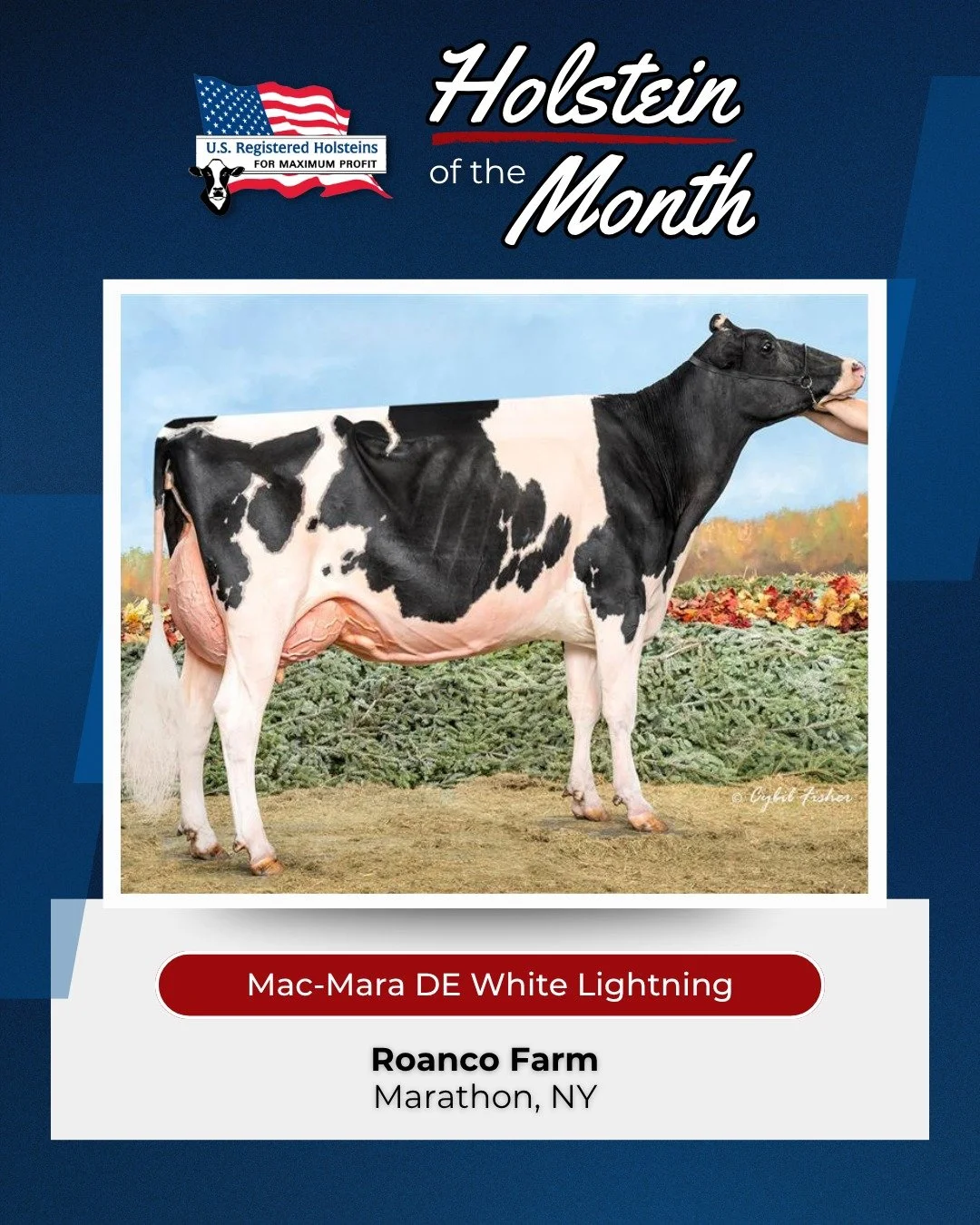 Here&rsquo;s our quarter one round up from our Holstein of the Month contest! 🐄

January: Mac-Mara DE White Lightning

February: Luck-E Merjack Asalia

March: Geno Doorman Tesla

Want to nominate a special cow in your own herd? Tell us what makes yo
