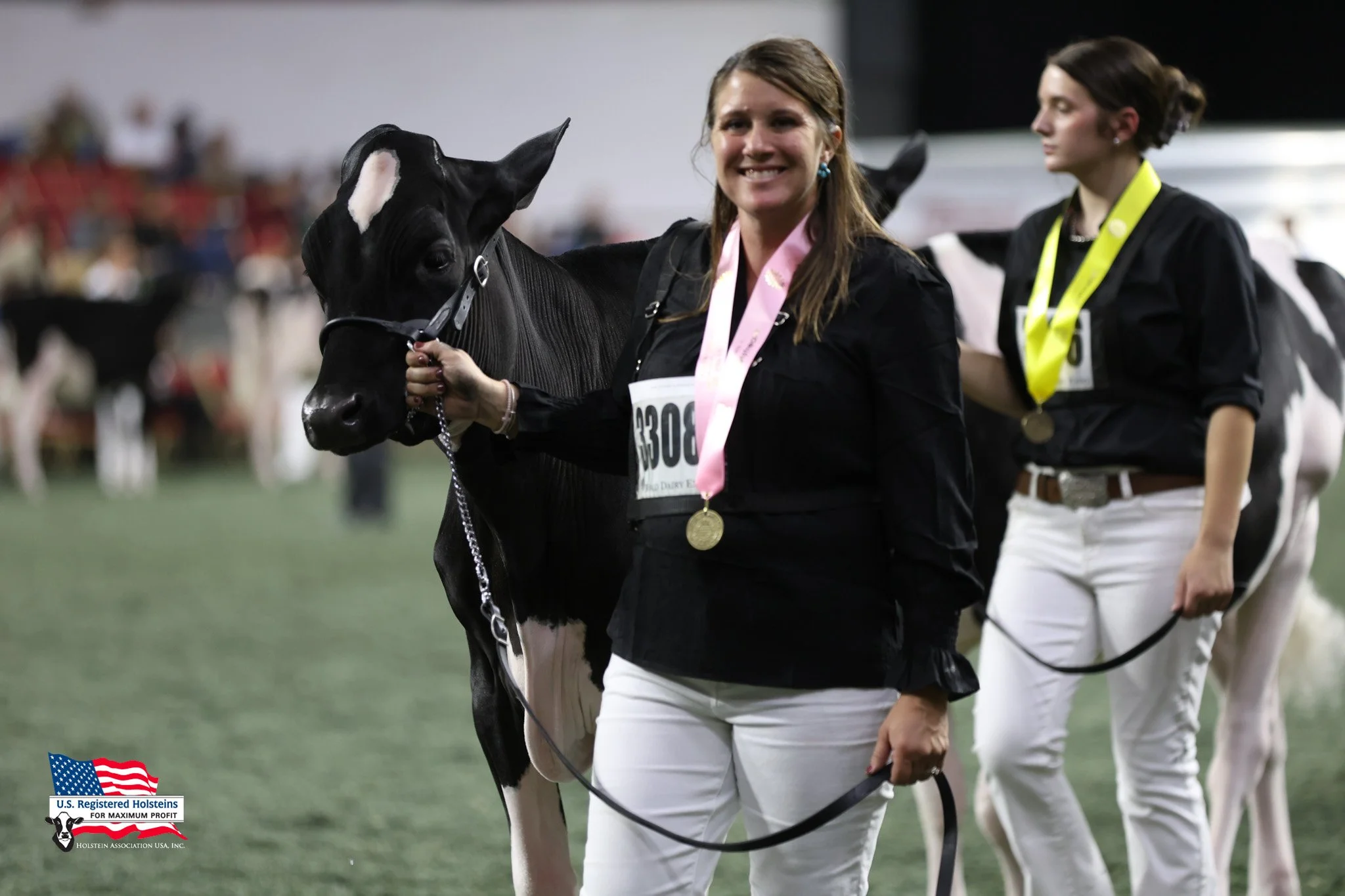 Yesterday, judge Ryan Krohlow and associate, Kelly Barbee, placed 228 Registered Holstein heifers on the colored shavings. Congratulations to all owners and exhibitors! Head ringside to watch the cow show or tune in to ExpoTV to watch live!