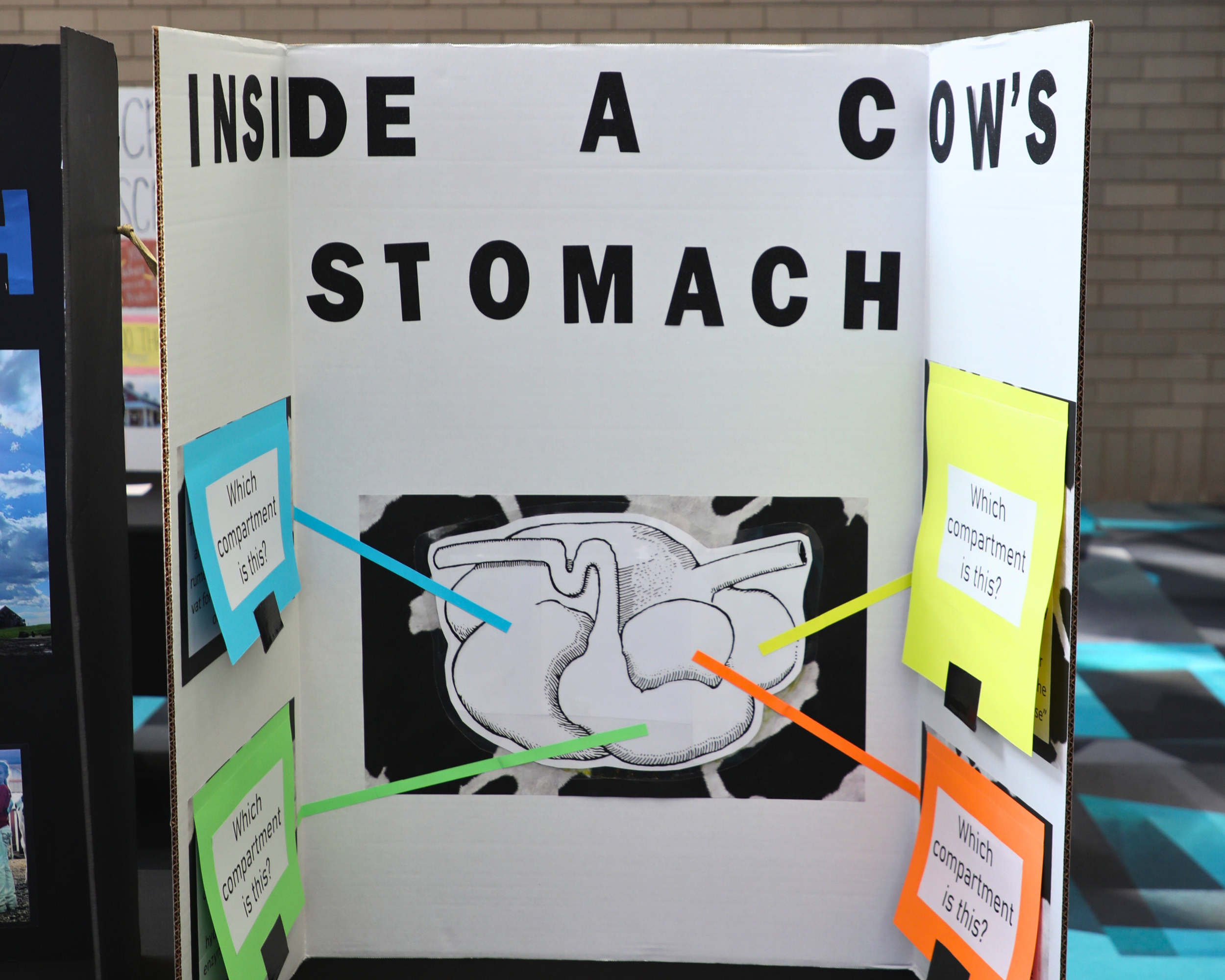 Folding Display_Cows Stomach.png