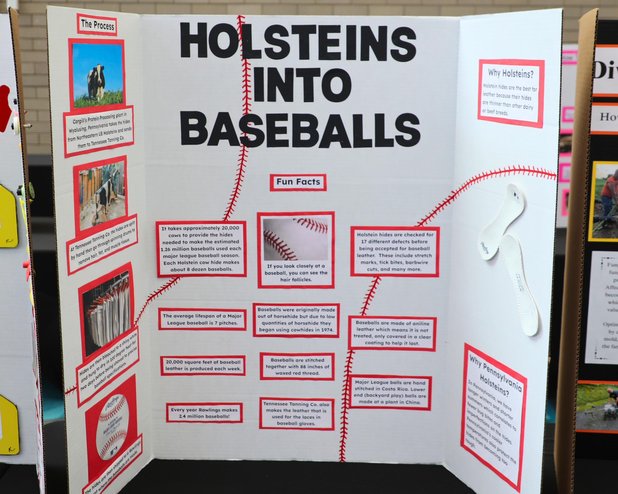 Folding Display_Holstein Baseballs.png