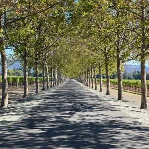 vineyard-101222-1-300x300xc.jpg