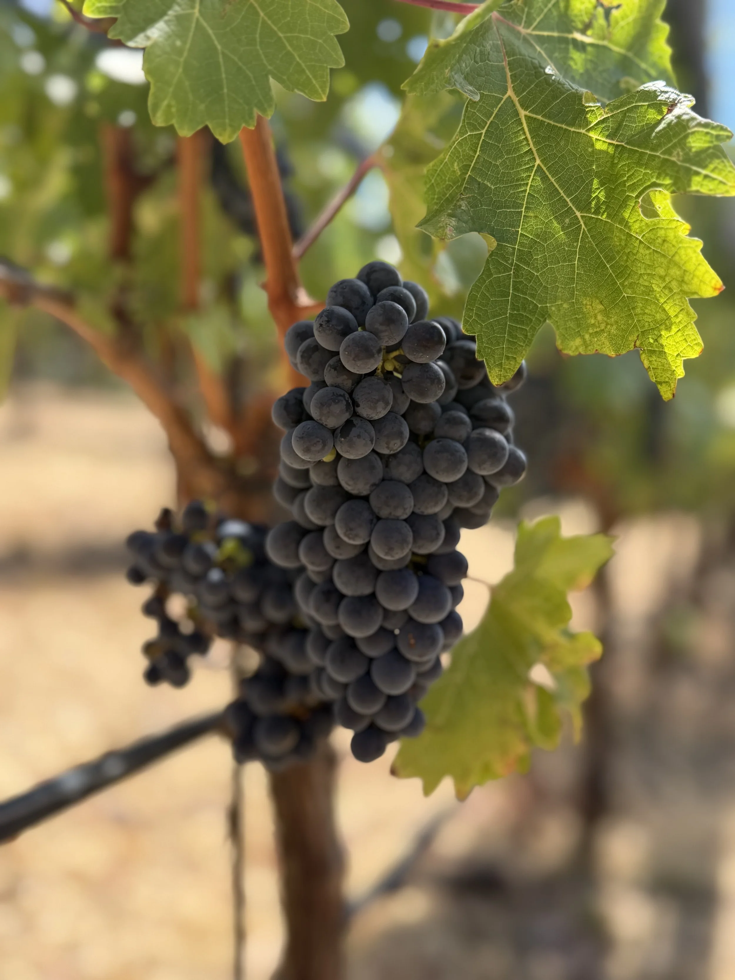 Cab on vine.jpg