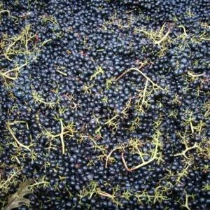 riverain-harvest-2011-138-300x300xc.jpg