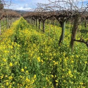 vineyard-row-winter-2015-300x300xc.jpg