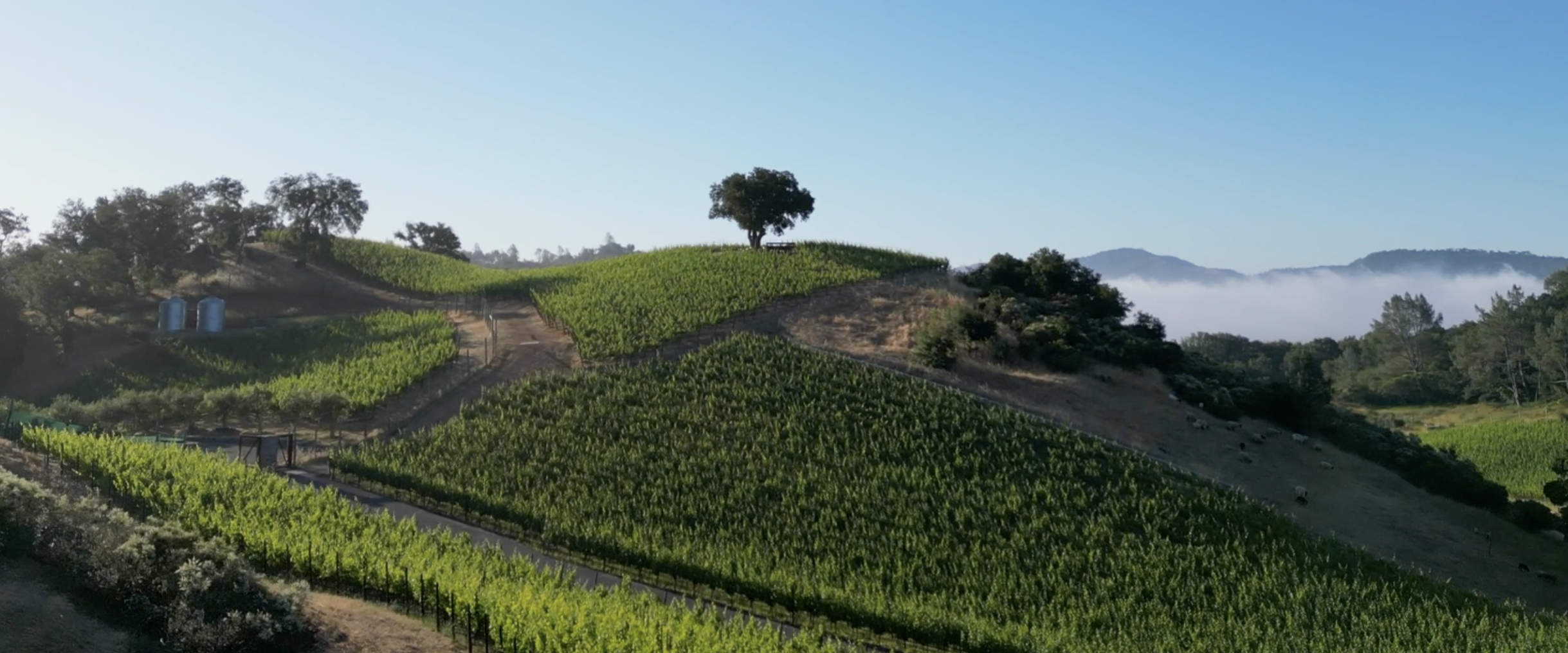 Phelan Ranch.png